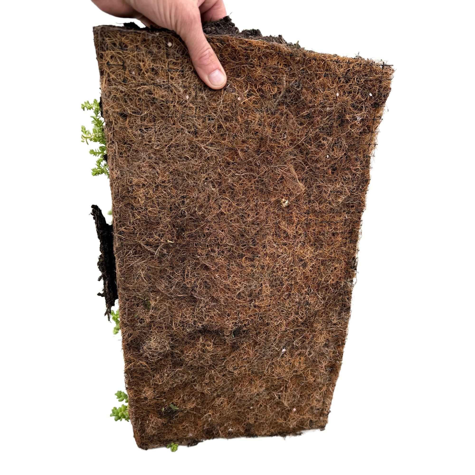 Image of Sedummatte – 4 Vegetationsmatten – Winterharte Bodendeckerpflanzen aus 10 Sedum – Sorten – Maße 50x30cm – Pflegeleicht & wetterbeständig-4