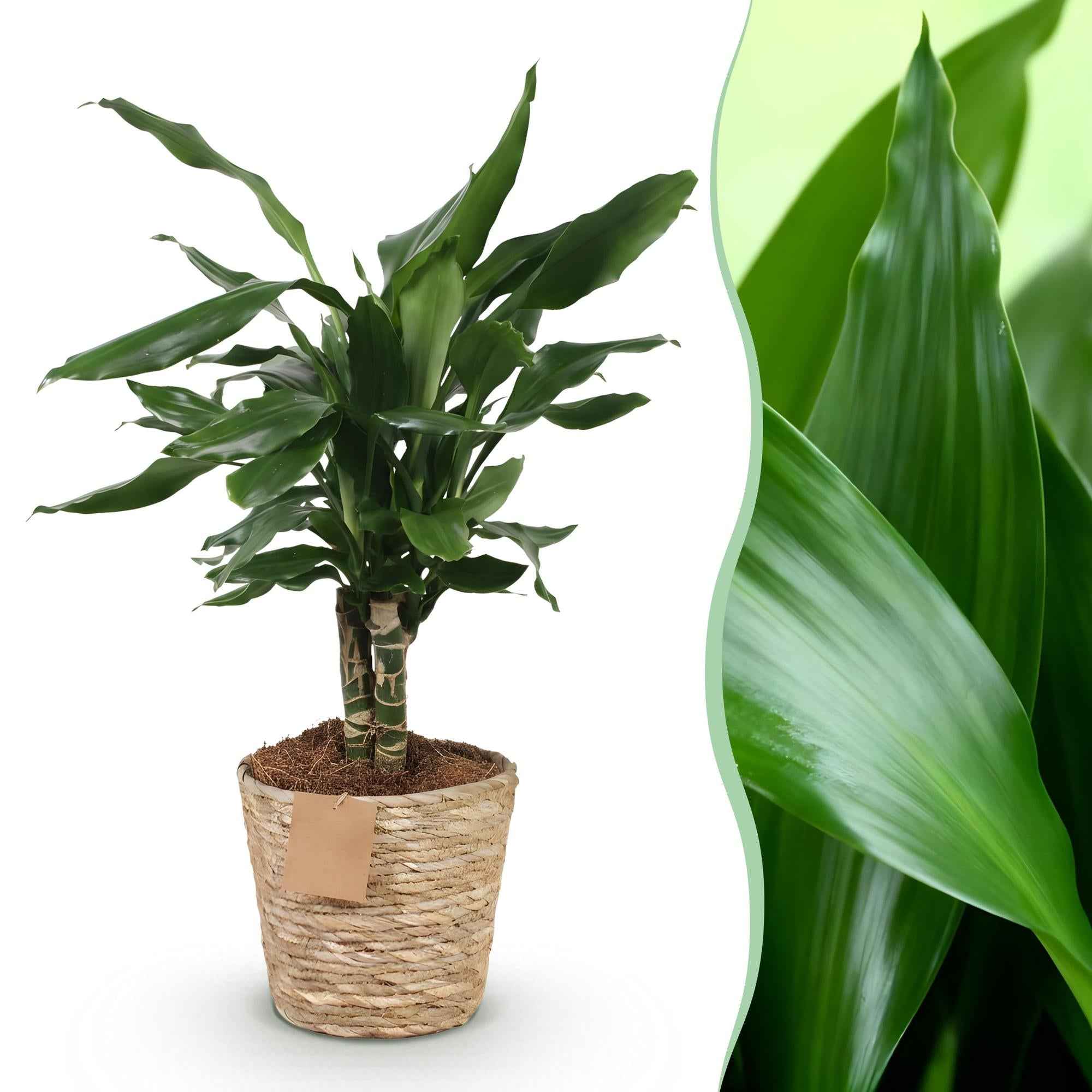 Image of Dracaena fragrans Steudneri – 50-55cm – 17cm inkl. Naturkorb – Pflegeleichter Drachenblutbaum-1