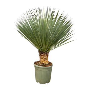 Image of Palmlilie – Yucca Rostrata – Zimmerpflanze – ca. 100cm hoch – Exotische Wüstenpflanze mit blaugrüner Krone – Für Wohnzimmer, Terrasse & Garten-0