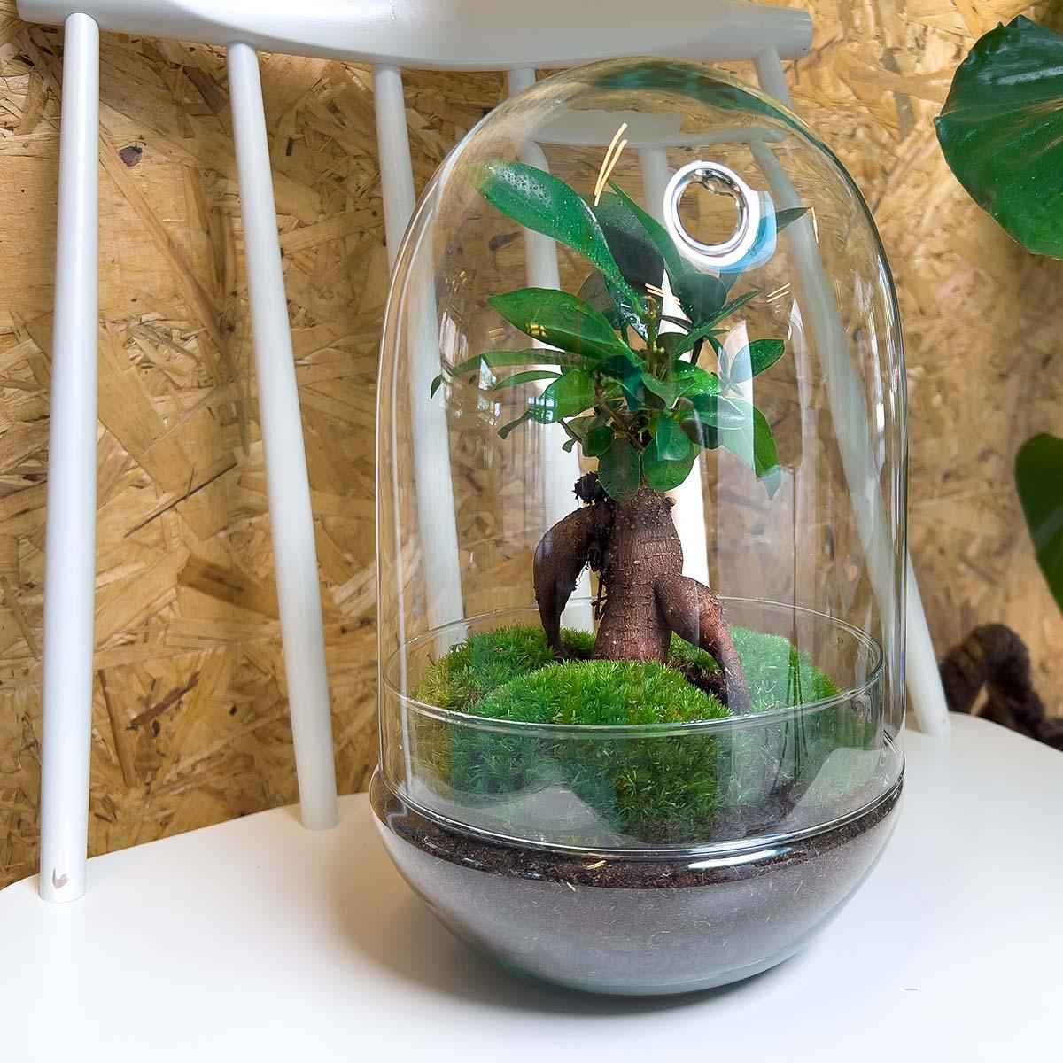 Image of Flaschengarten Egg XL Bonsai – DIY Bausatz Terrarium – ↕30cm – Do – It – Yourself Pflanzen – Set im Glas mit Korkdeckel – Autarkes Mini – Ökosystem