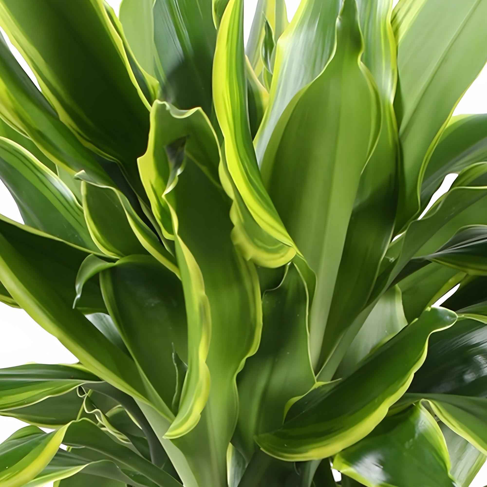 Image of Dracaena fragrans Golden Coast – 50-55cm – 17cm inkl. Naturkorb – Pflegeleichter Drachenbaum mit goldgrünem Blattwerk-4
