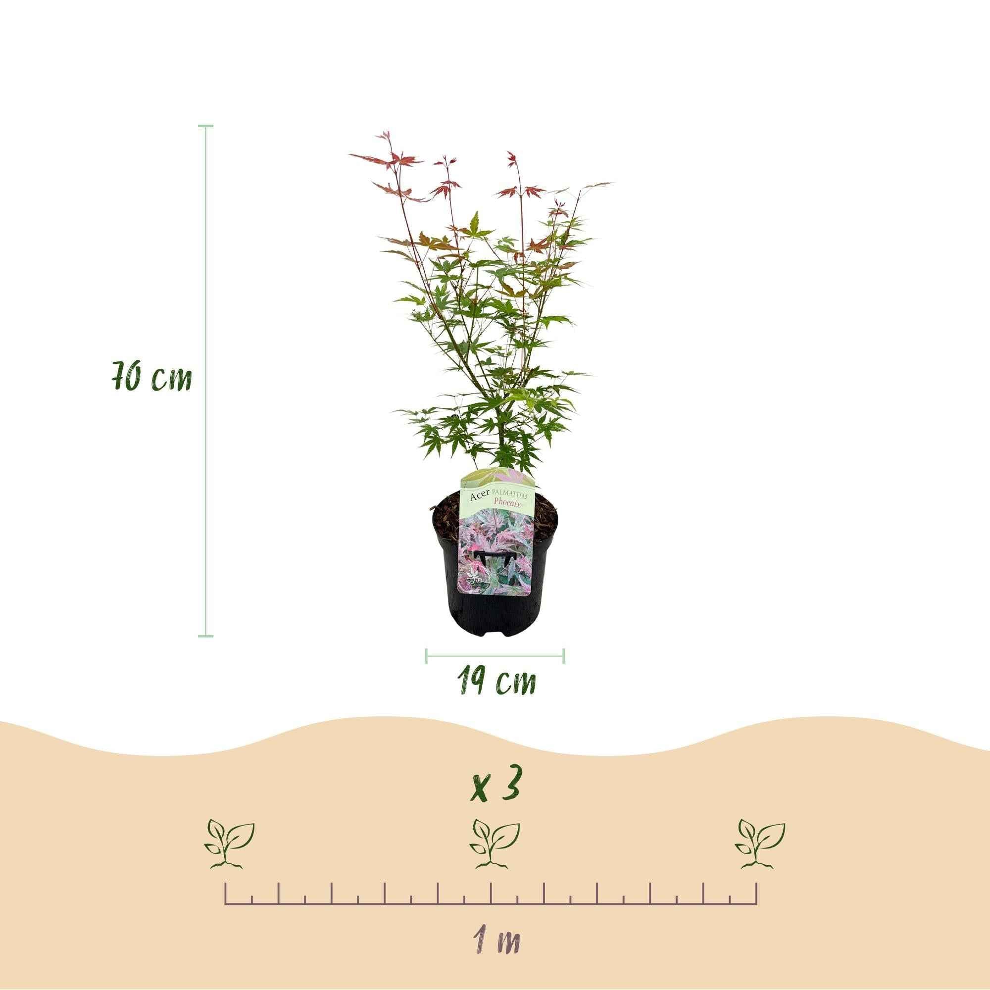 Image of Japanischer Ahorn Acer palmatum 'Phoenix' – Rosa – Rot – Balkon – & Gartenpflanze – Ø19cm – Ca. 70cm hoch