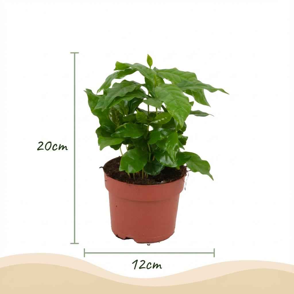 Image of Kaffeepflanze Coffea Arabica Weiß – Pflegeleichte Grünpflanze 12cm – Höhe 15-20cm – Dekorative Kaffeepflanze für Wohnzimmer Büro & Fensterbank-2