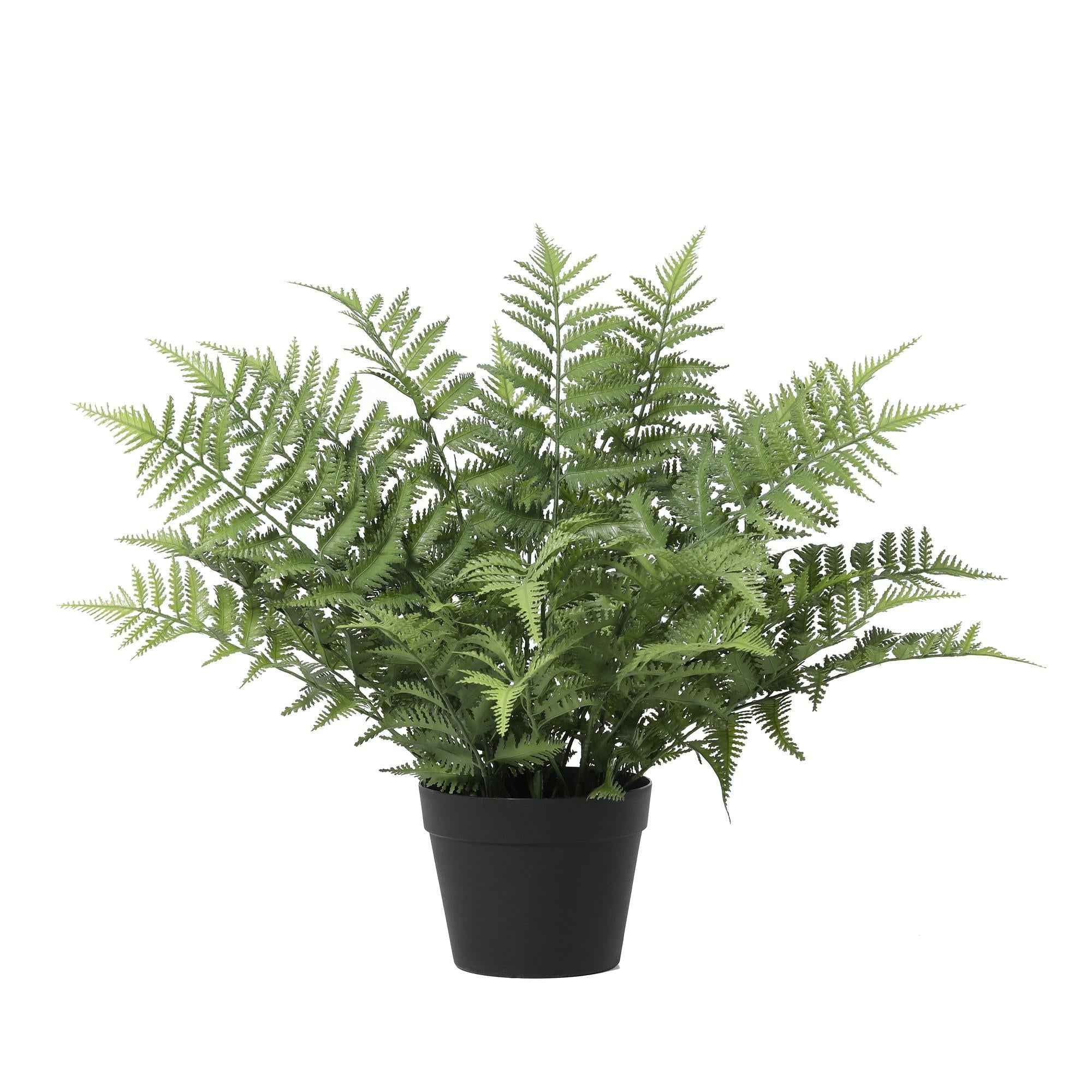 Image of Künstlicher Schwertfarn Nephrolepis exaltata 59cm im Topf – realistische Farn Kunstpflanze mit üppigen Wedeln – ganzjährig grün-0