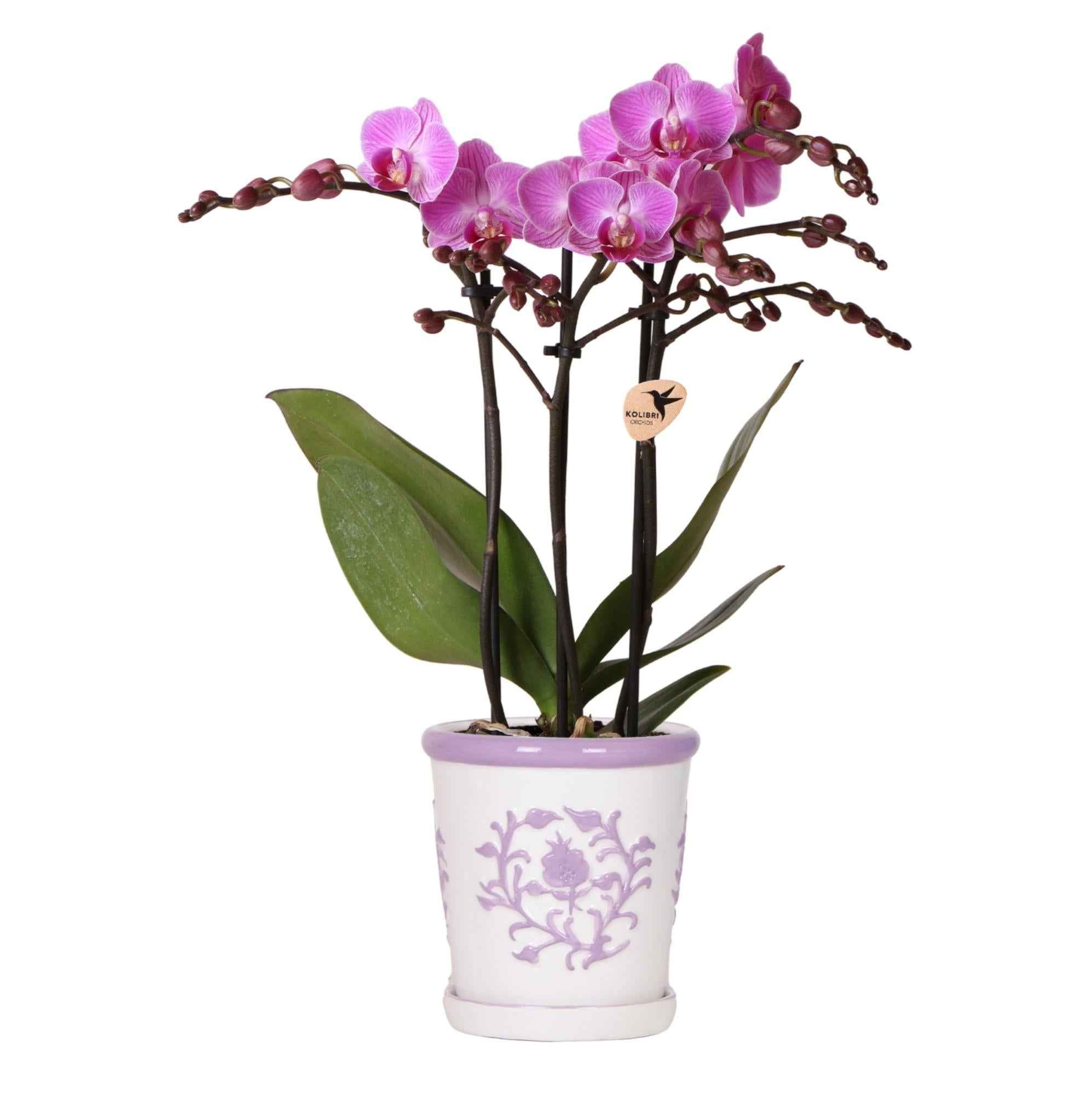 Image of Orchidee Vienna Lila im Malaga Ziertopf Lila – Ø9cm – Zimmerpflanze mit 2-3 kräftigen Zweigen – Blühende Indoor – Orchidee-0