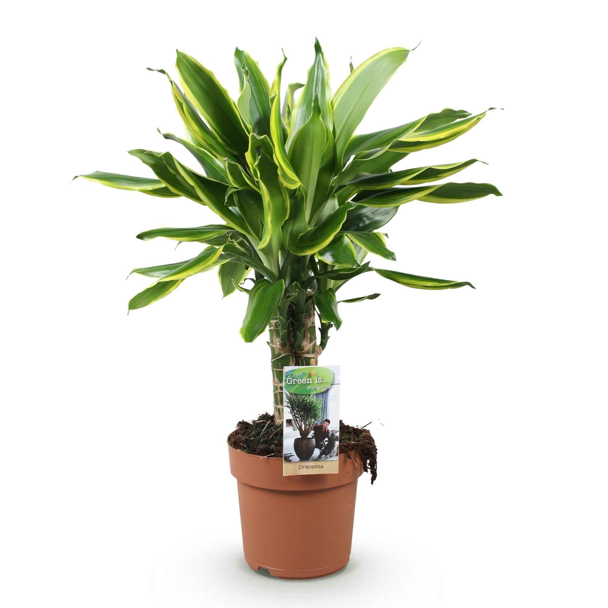 Image of Dracaena fragrans Golden Coast – 50-55cm – 17cm – Pflegeleichter Drachenbaum in Grün – Gold-0