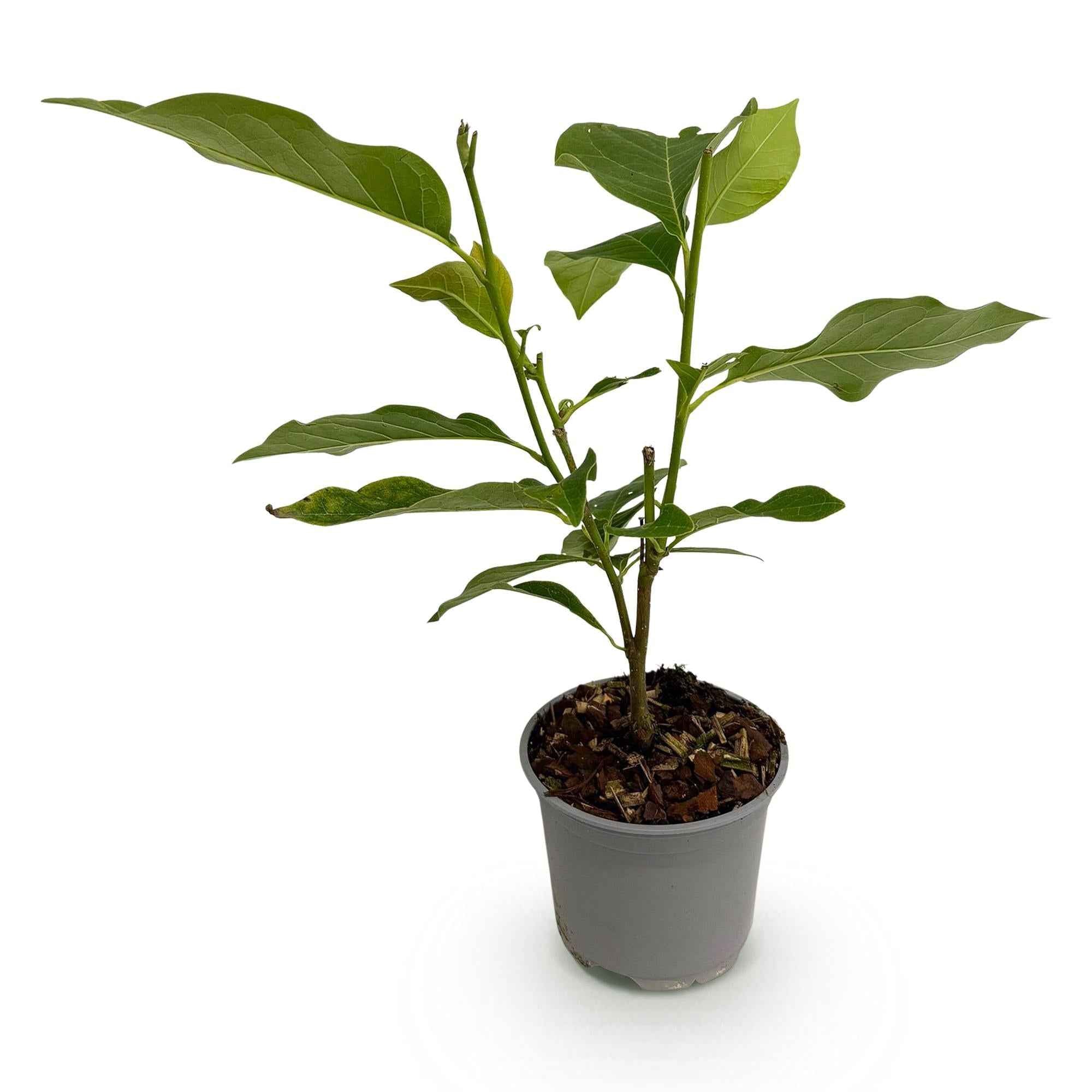 Image of Magnolia George Henry Kern – 12cm – Höhe ca. 30cm – Rosa duftende Blüten – Laubabwerfender Zierstrauch – Pflegeleicht für Beet, Balkon & Terrasse-1