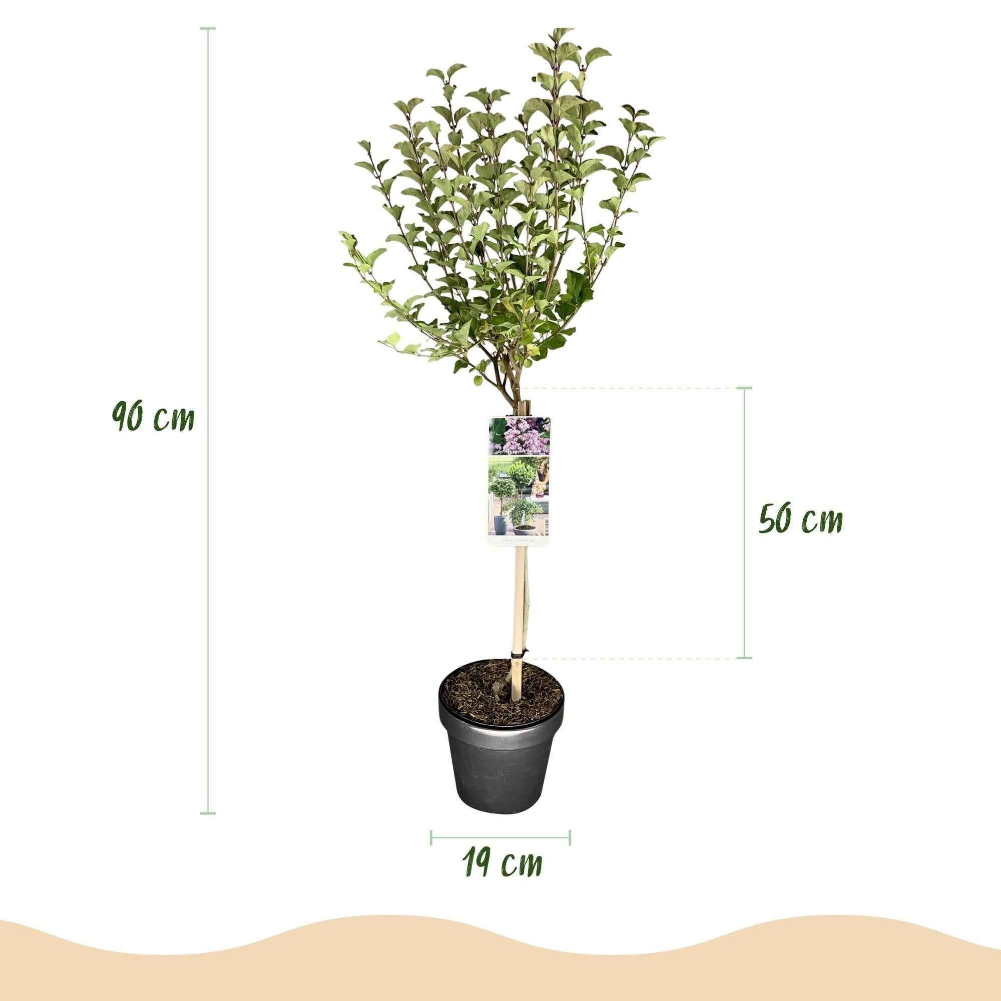 Image of Zwergflieder Syringa meyeri Palibin – 19cm Höhe ca.90cm – Lila blühend & duftend – Winterhart & laubabwerfend – Ideal für Beet Balkon Terrasse-2