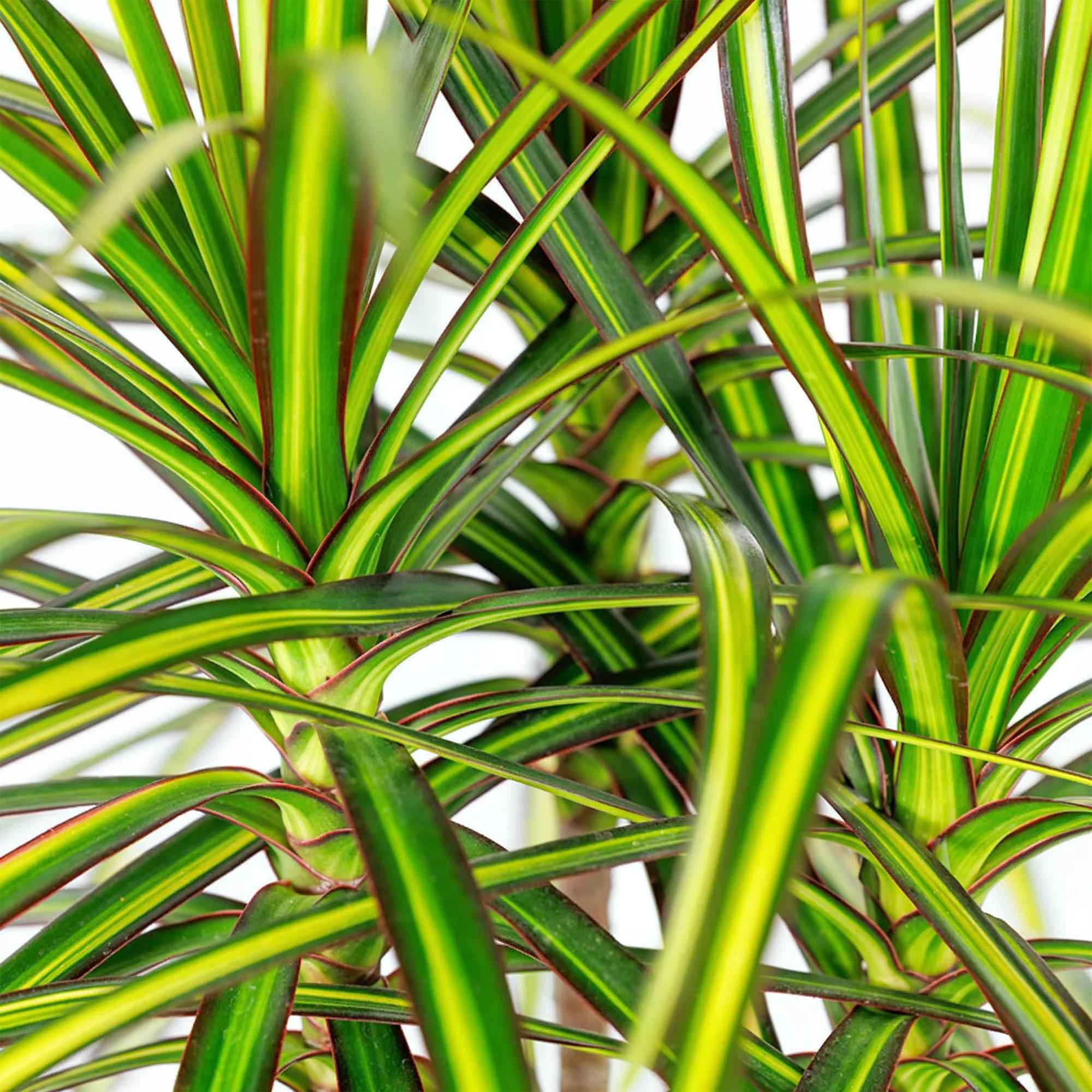 Image of Dracaena Sunray – 90-100cm – 21cm inkl. Naturkorb – Pflegeleichter Drachenbaum – Grün – Gelbes Blattwerk-4