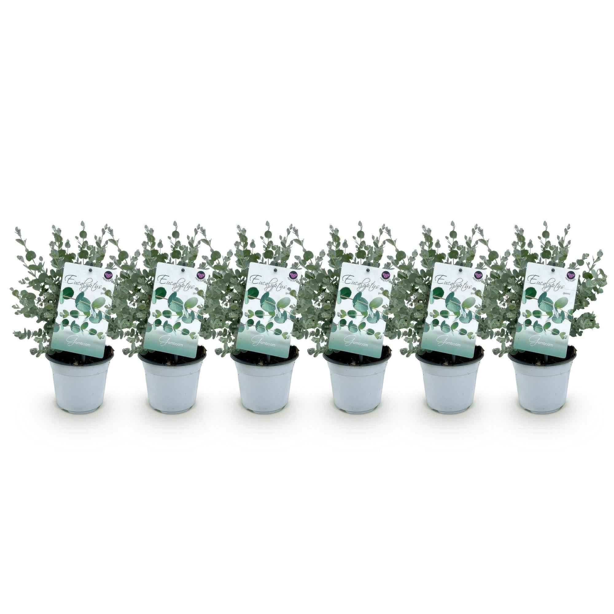 Image of Eukalyptusbaum Eucalyptus gunnii – 6 Pflanzen – Winterhart – Terrassenpflanze – Ø14cm, Höhe 30cm – Blaugrüne Blätter mit herrlichem Duft-0