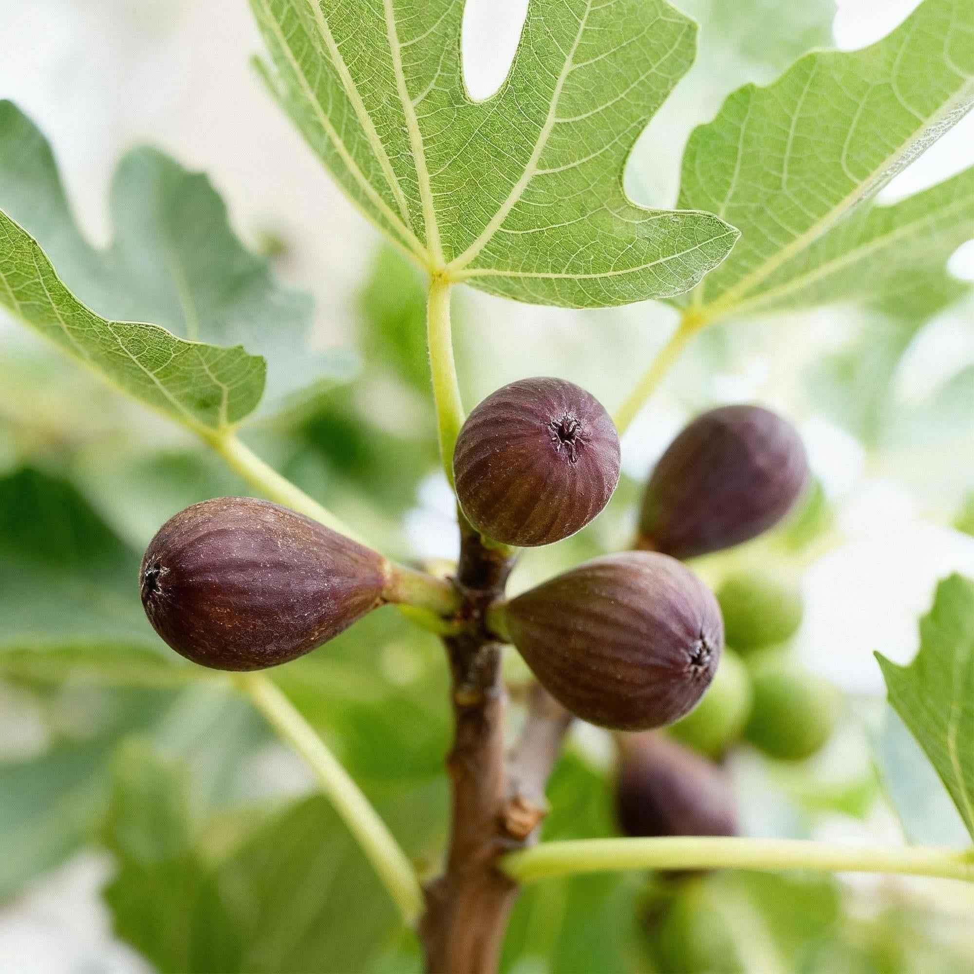 Image of Feigenbaum Ficus carica Little Miss Figgy – 19cm Höhe ca.90cm – Winterhart & laubabwerfend – Kompakter Feigenbaum mit grünen Früchten-3
