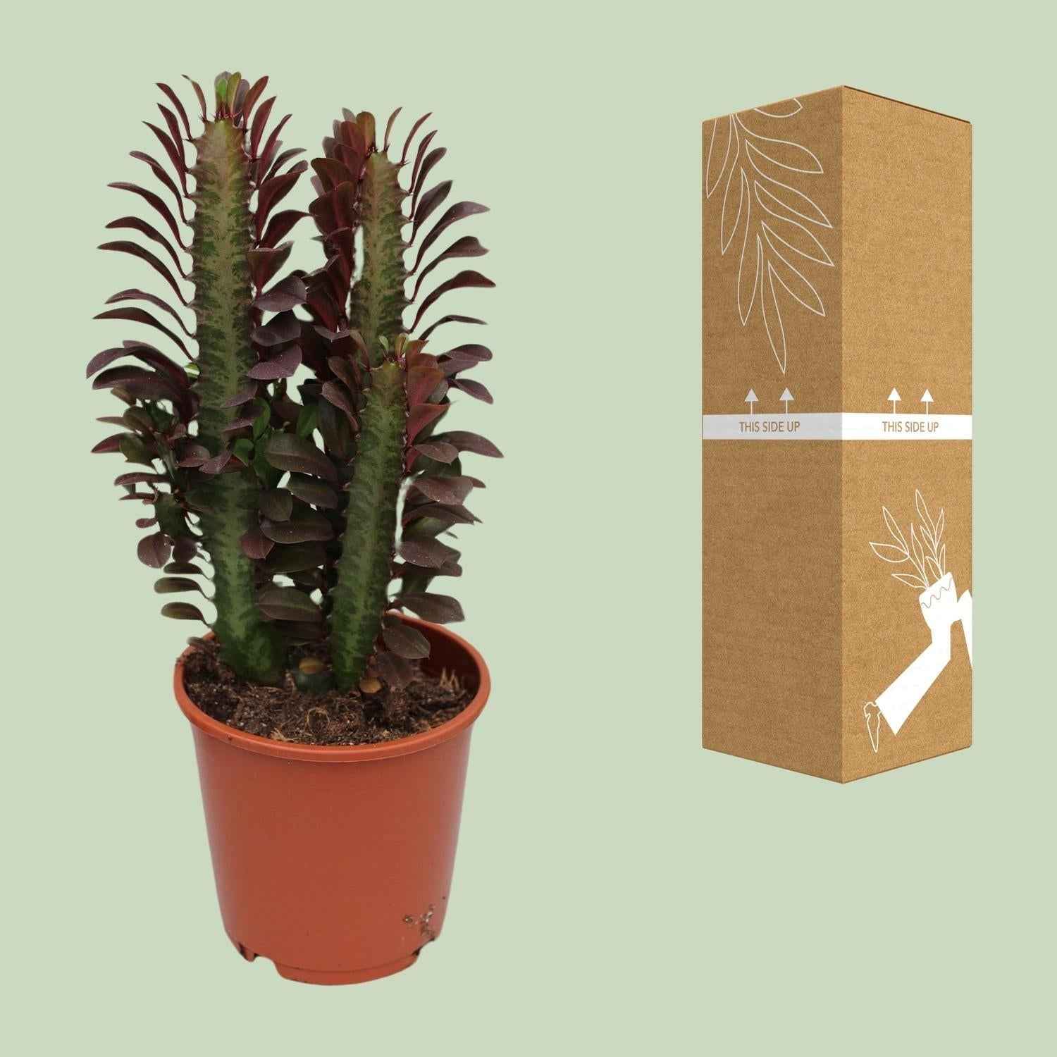 Image of Euphorbia Trigona Rubra – Wolfsmilch – Zimmerpflanze – Ø12cm – ↕40cm – Rote Sukkulente – Pflegeleicht & robust – Für sonnige Innenbereiche-4