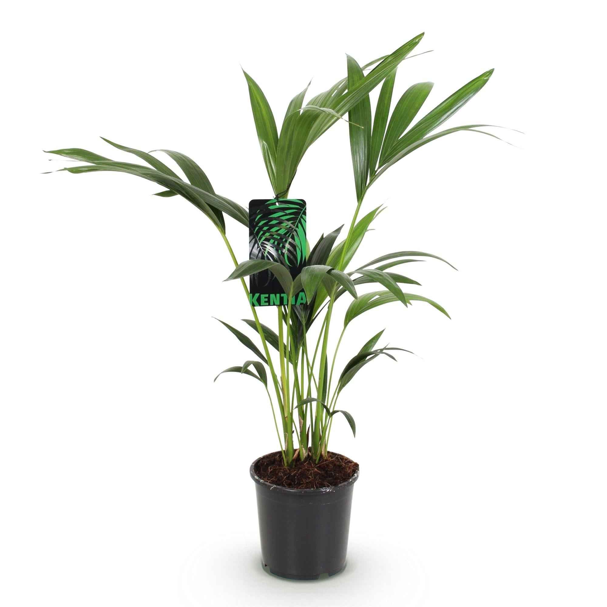 Image of Howea Forsteriana – Kentia – Palme – 70-75cm – 17cm – Pflegeleichte Zimmerpalme mit eleganten Wedeln-0