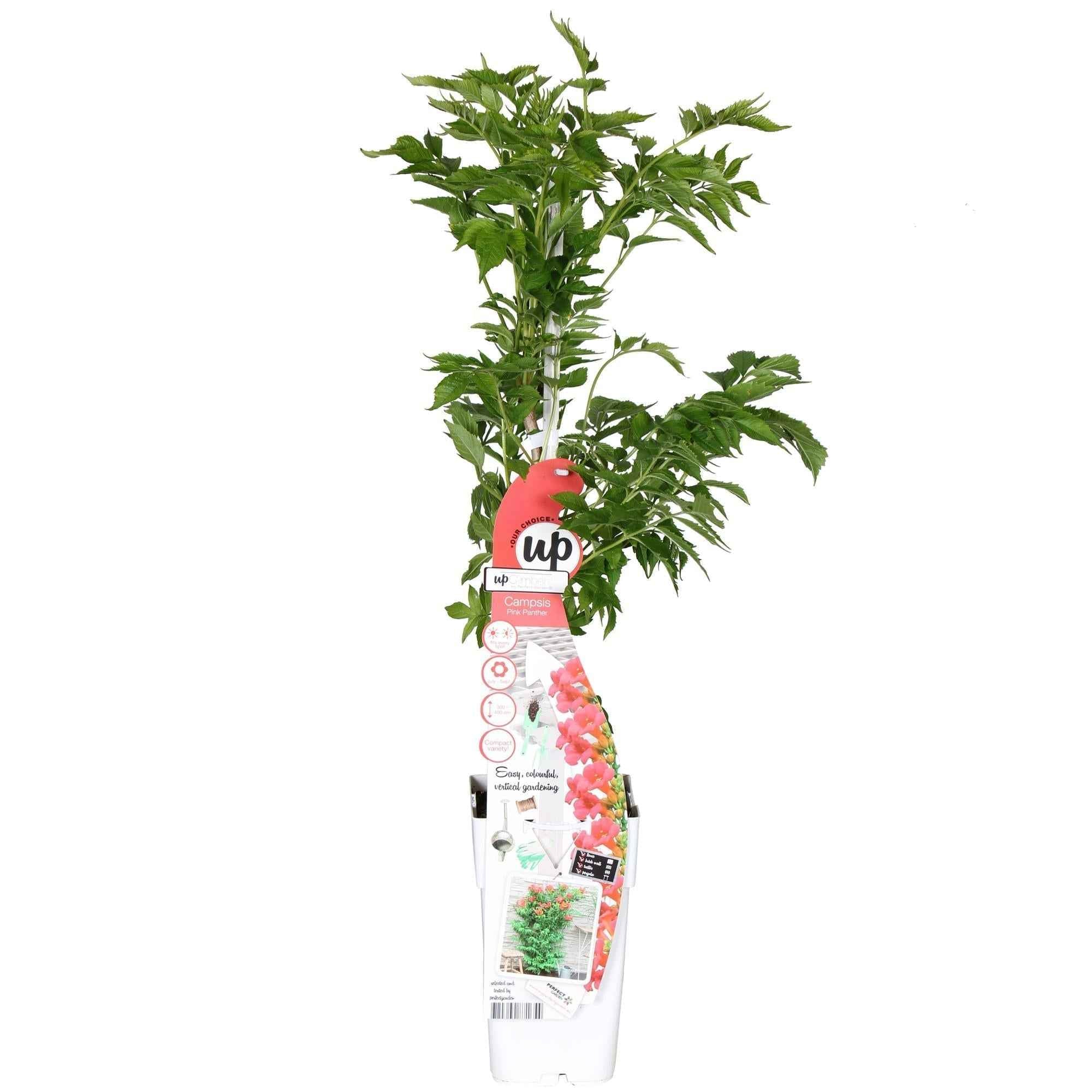 Image of Campsis 'Pink Panther' – Trompetenblüte Dunkelrosa – Kletterpflanze – Sommerblühend – Für sonnige Standorte im Garten – Bienenfreundlich – Winterhart-0