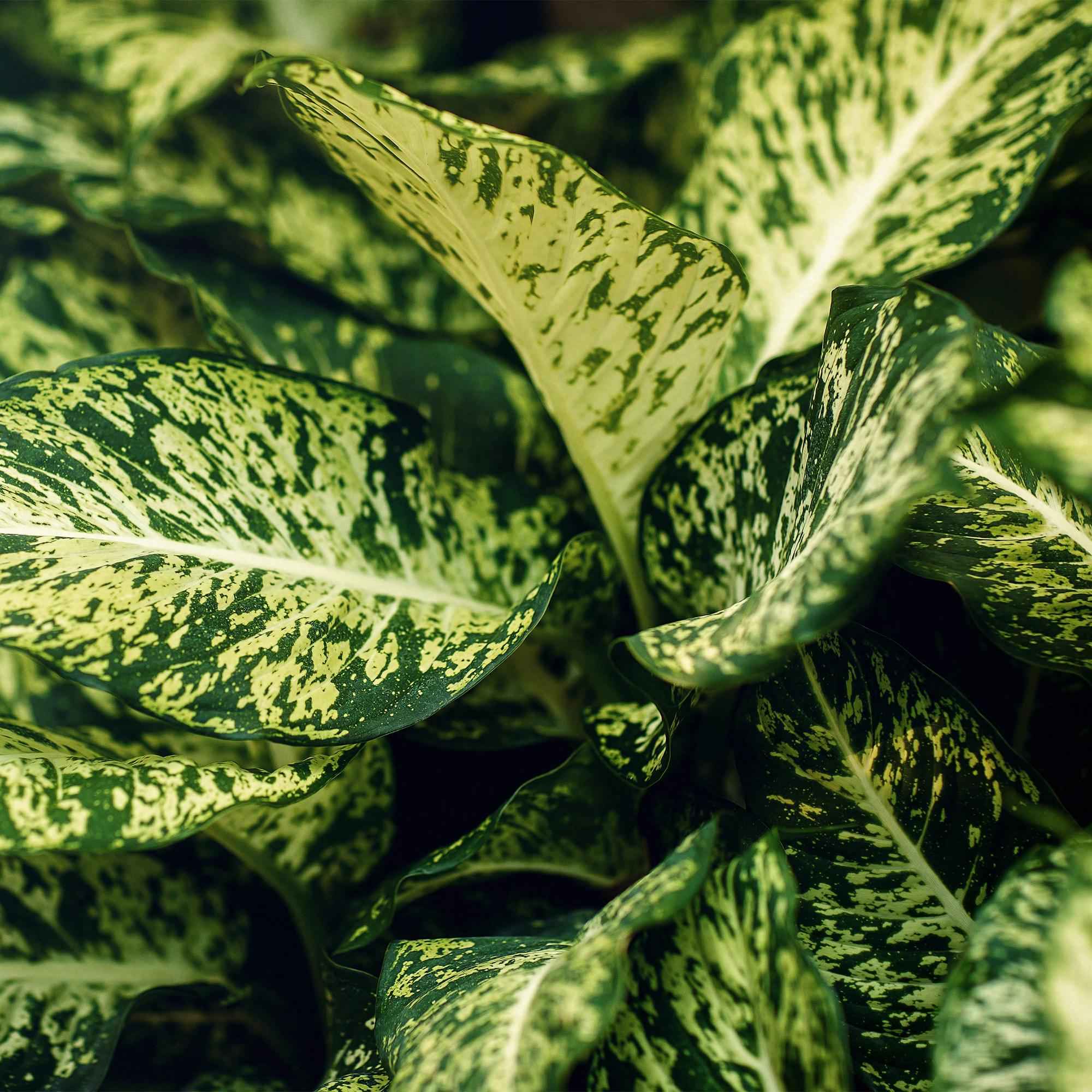 Image of Dieffenbachia Compacta – Buntlaubige Zimmerpflanze – 17cm – Höhe 45-50cm – Pflegeleichte dekorative Blattpflanze für Wohn – und Arbeitsräume-4