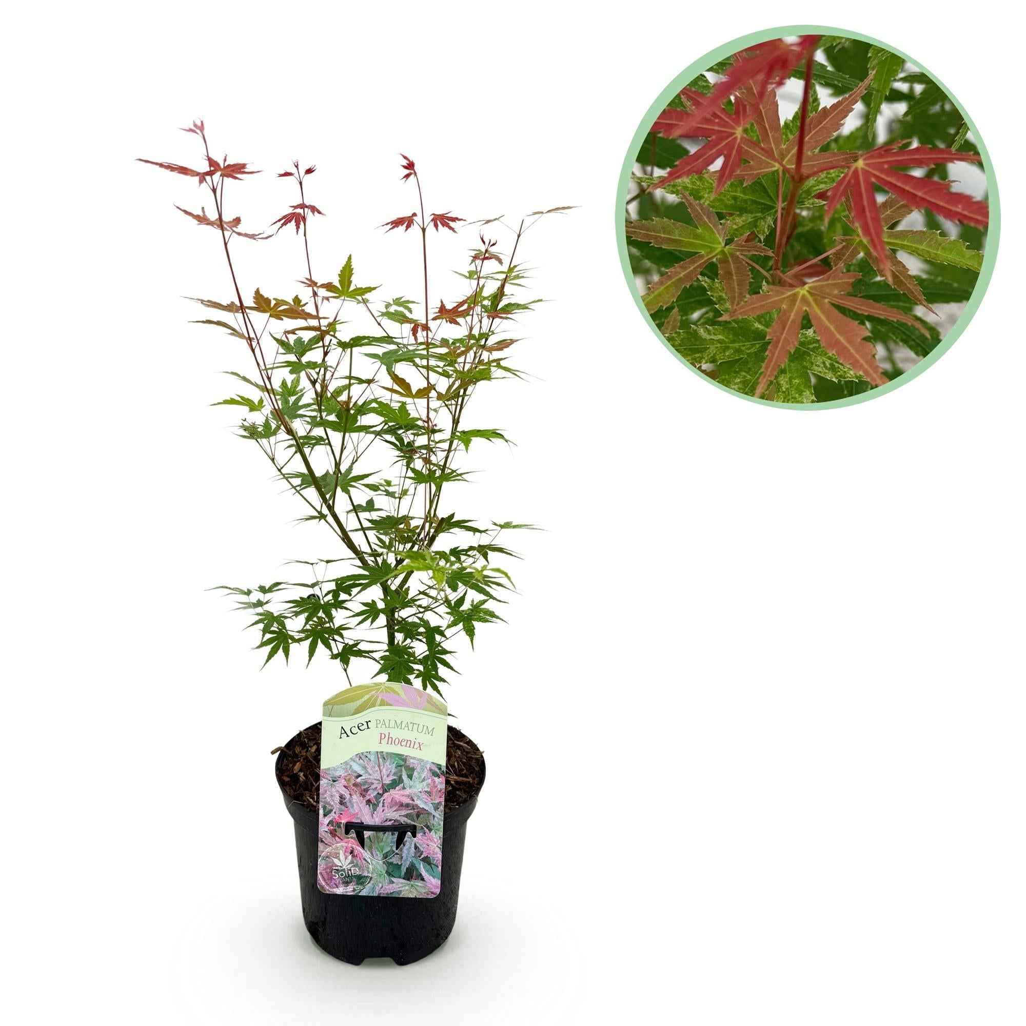 Image of Japanischer Ahorn Acer palmatum 'Phoenix' – Rosa – Rot – Balkon – & Gartenpflanze – Ø19cm – Ca. 70cm hoch