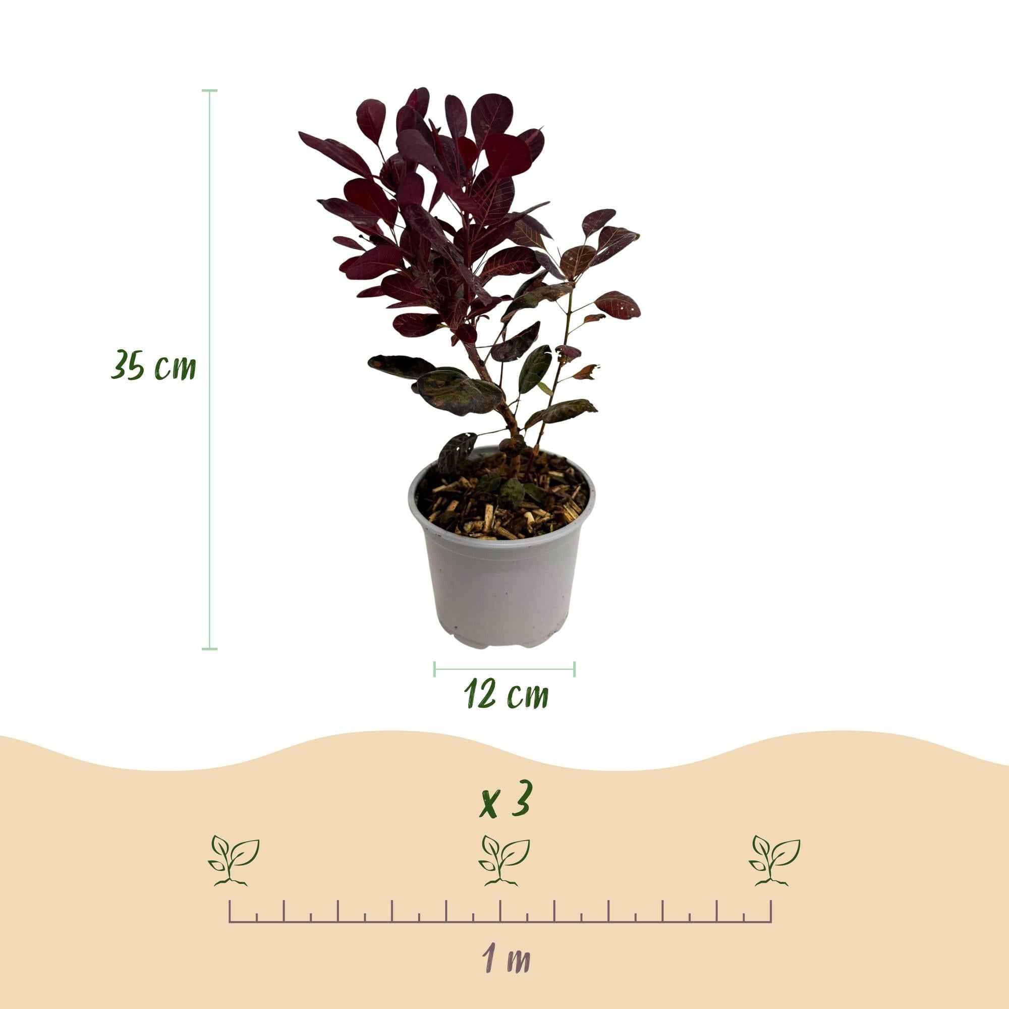 Image of Cotinus coggygria Lilla – 12cm – Höhe ca. 35cm – Purpurrotes Laub & lila Sommerblüte-2