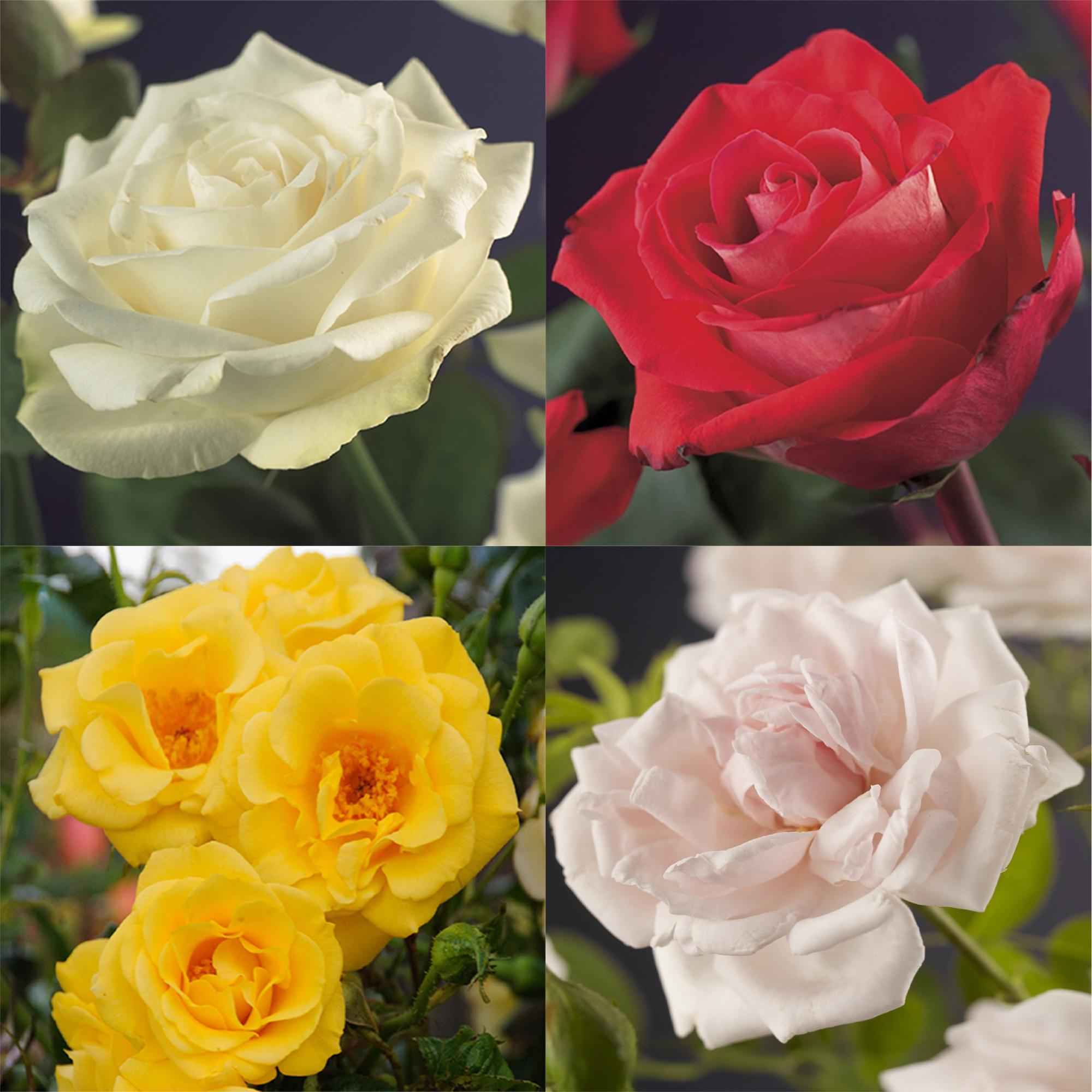 Image of Kletterrose – Rosa Rainbow – Blumen Rosa – Weiß – Gelb – Rot – 4 Pflanzen – Wenig Pflege – 11cm – Höhe ca. 40cm-4