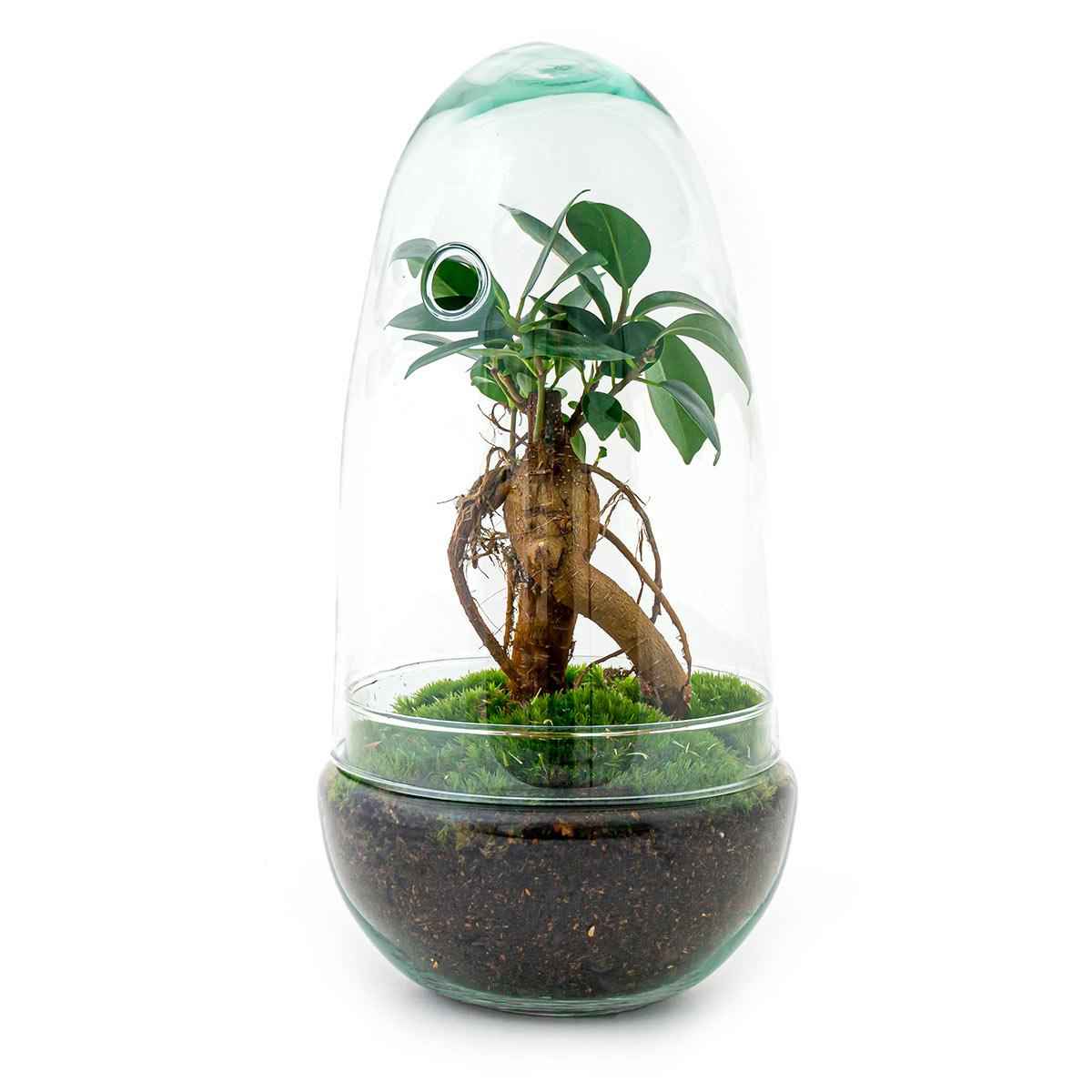 Image of Flaschengarten Egg Bonsai – DIY Terrarium mit Ficus Ginseng – Mini – Biotop – Ø12cm x H25cm – Do – it – yourself-0
