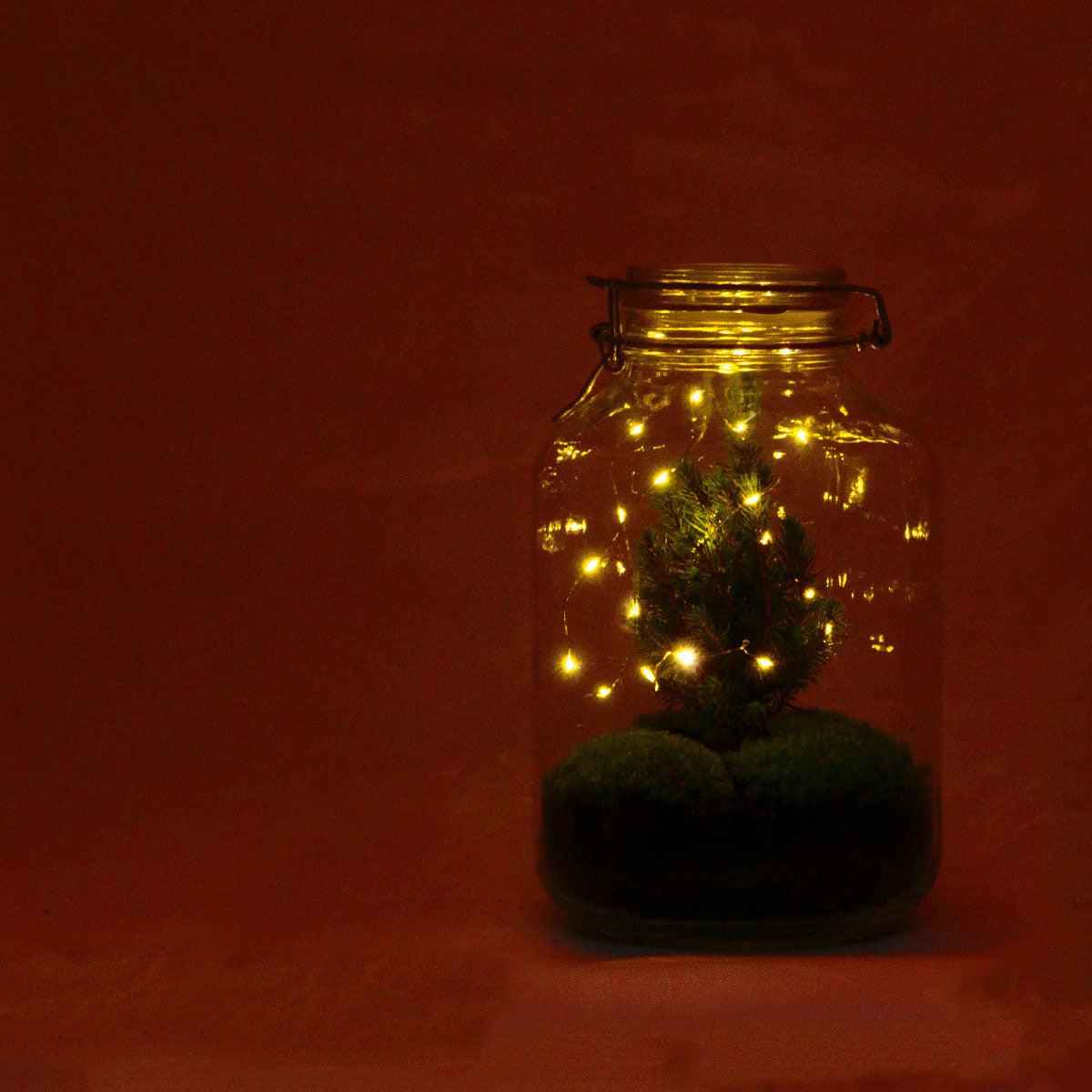 Image of Flaschengarten Christmas – DIY Bausatz Terrarium – ↕28cm – Do – It – Yourself Weihnachts – Terrarium – Mit Mini – Weihnachtsbaum & Moos-3