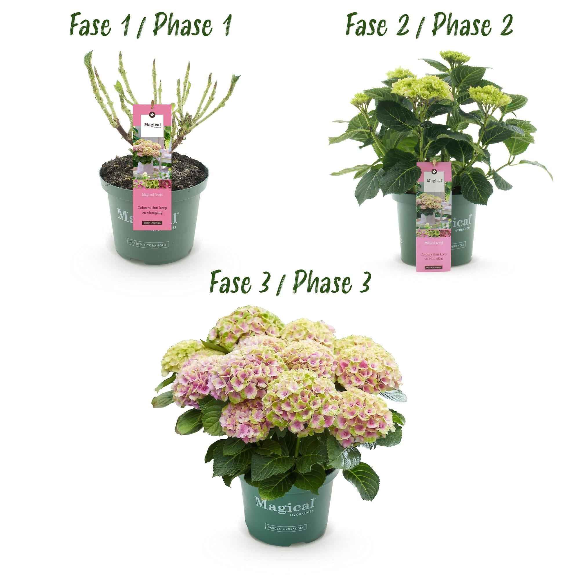 Image of Hortensie Magical Jewel Pink – Hydrangea macrophylla – Rosa – Balkonpflanze – Im 23cm Topf – Ca. 55cm hoch – 6-10 Blüten – Reichblühend & Farbakzent-4