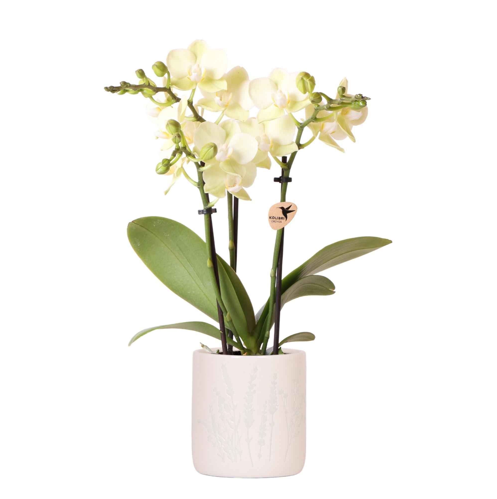 Image of Gelbe Orchidee Mexico im hellblauen Floral Ziertopf Ø9cm – Zimmerpflanze mit 2-3 Zweigen-0