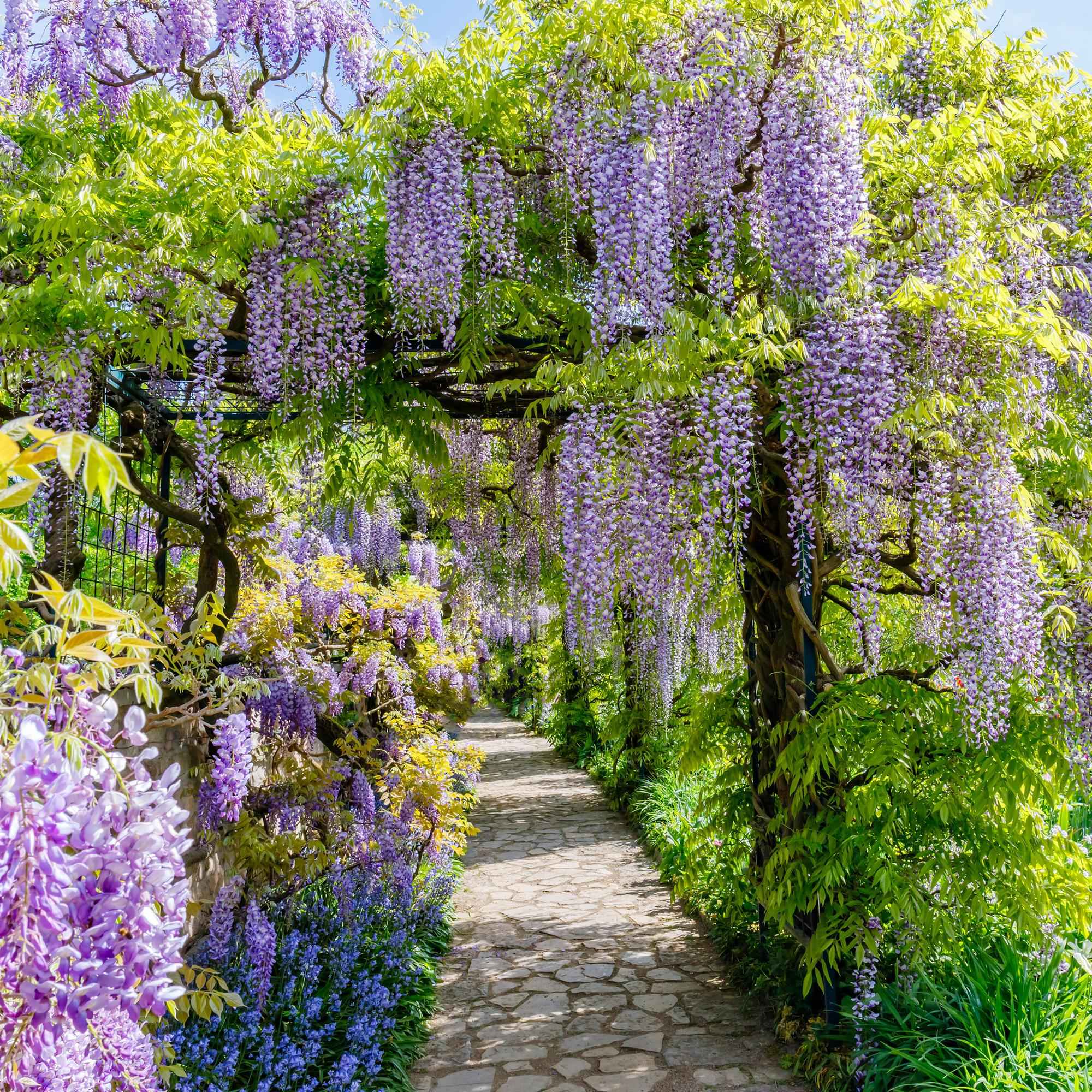 Image of Blauregen Wisteria floribunda Prolific – Kletterpflanze – Blüte Blau – Duftend – Schnellwachsend – 11cm Höhe 40cm – Für Pergolen & Zäune