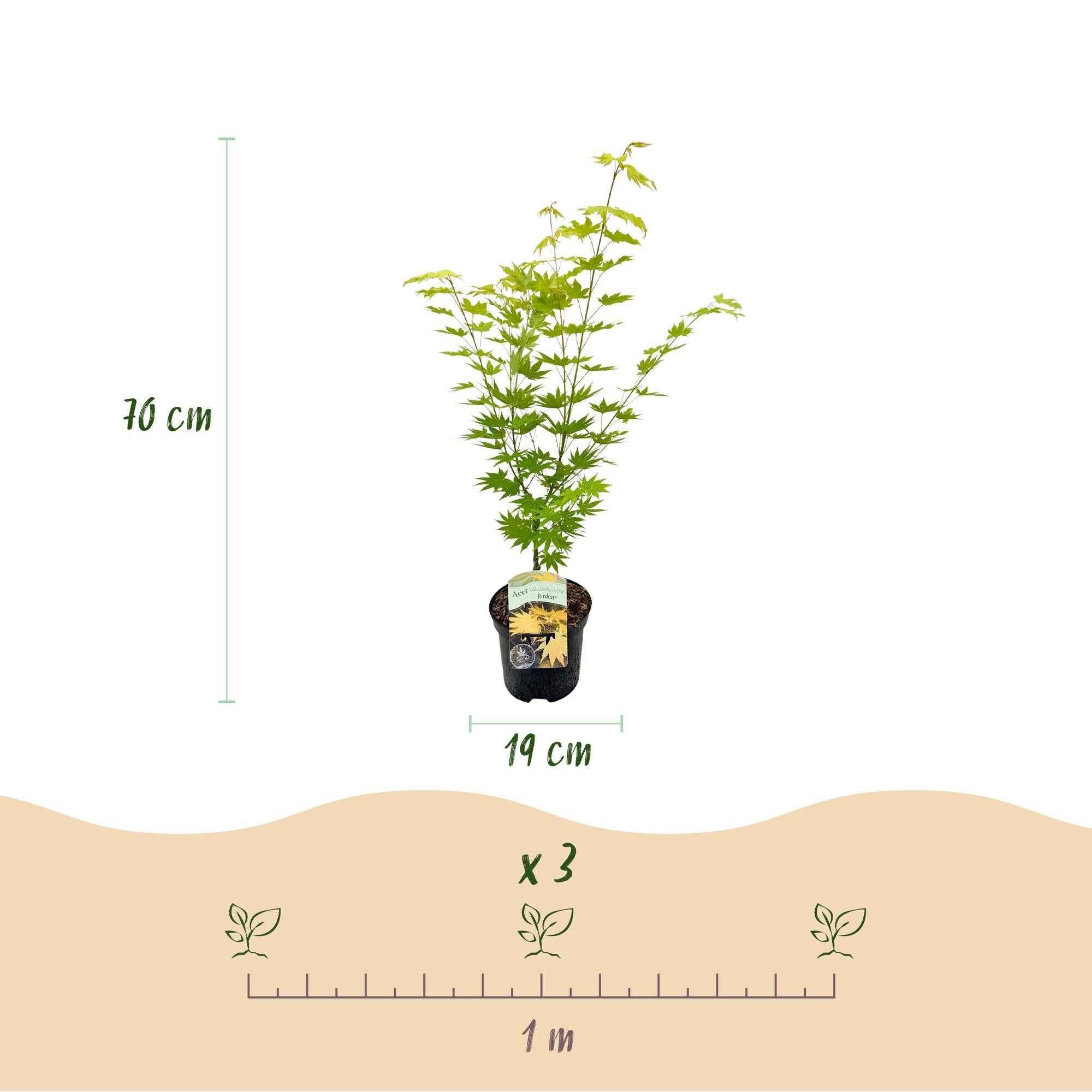 Image of Japanischer Ahorn – Acer palmatum 'Jordan' – 2 Pflanzen – ca. 70cm hoch – Ø19cm – leuchtend gelbe Blätter – Balkon – & Gartenpflanze-4