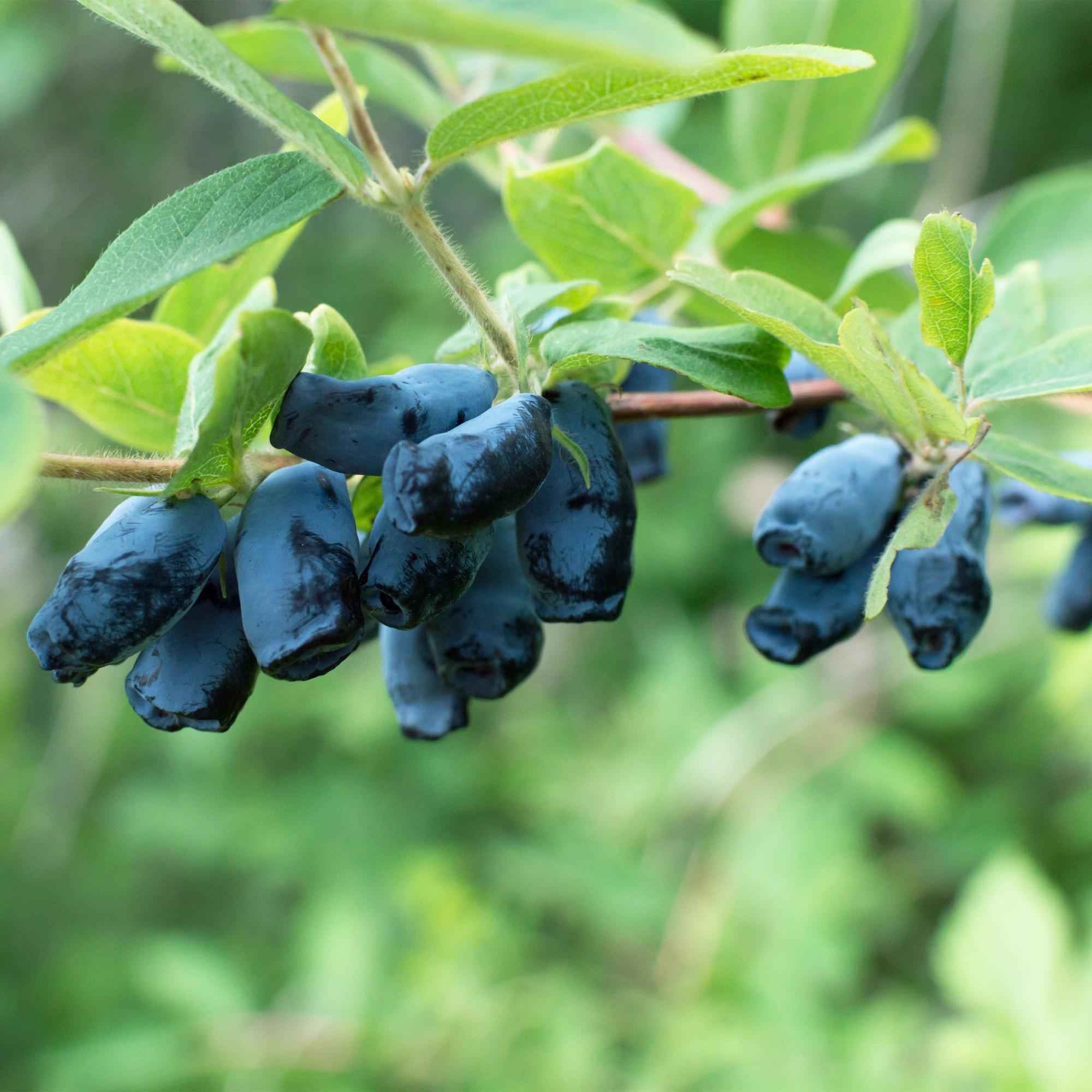 Image of Lonicera caerulea Kamchatika – 2 Pflanzen 15cm – ca. 50cm hoch – Honigbeere / Blaue Geißblatt – Beere – Obstpflanze mit essbaren Früchten-0