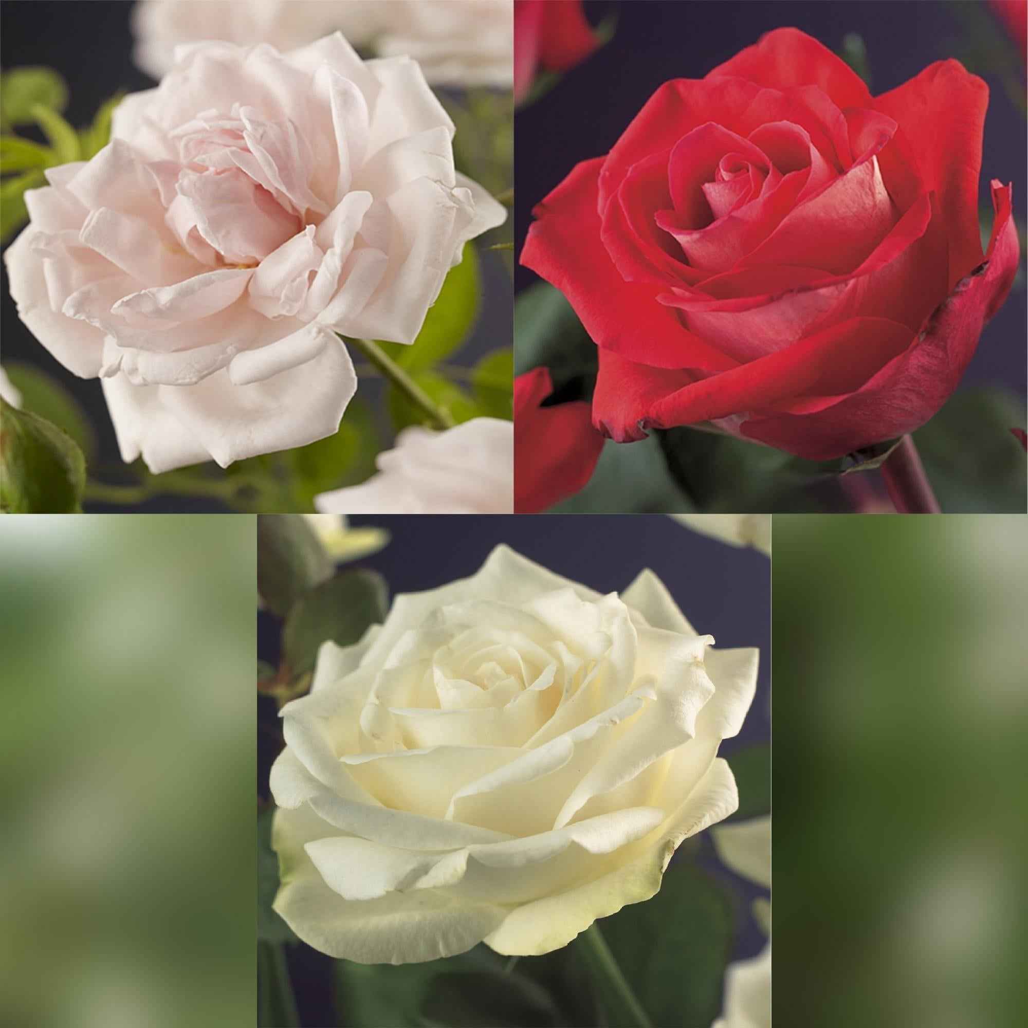 Image of Kletterrose – Rosa Tricolour – Blüte Rosa – Weiß – Rot – 3 Pflanzen – Duftend – Geringer Pflegeaufwand – 11cm – Höhe ca. 40cm-2