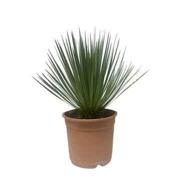 Image of Yucca Rostrata Palmlilie – Zimmerpflanze 60cm – Ø24cm – Robust, Winterhart – Silbrig – blaue schmale Blätter – Pflegeleicht & Trockenheitsverträglich-0