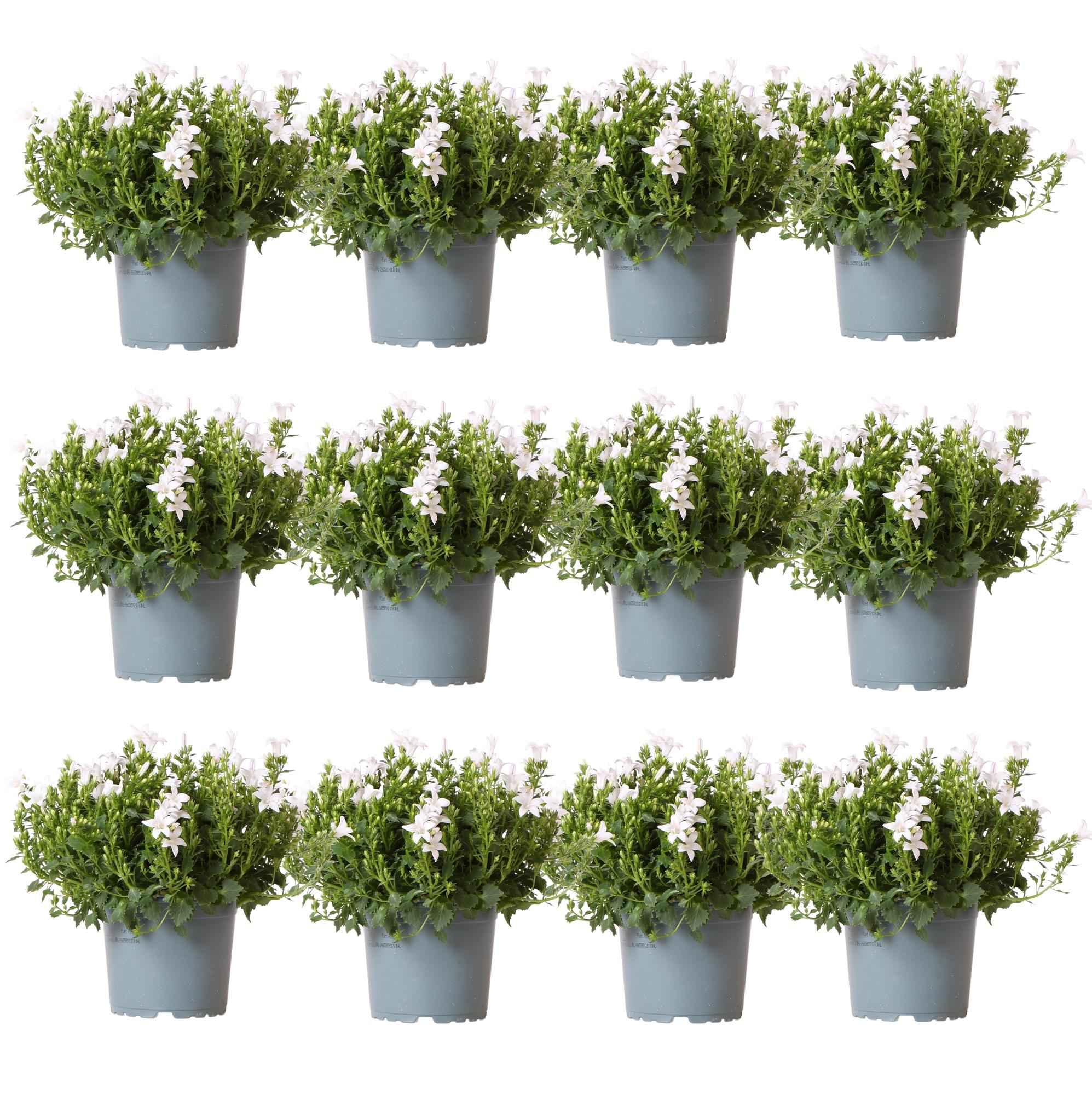 Image of Campanula Addenda Ambella weiß 12er Set – Glockenblume weiß Topfgröße 12cm – winterhart, lang blühend – Bodendecker für ca.2m²