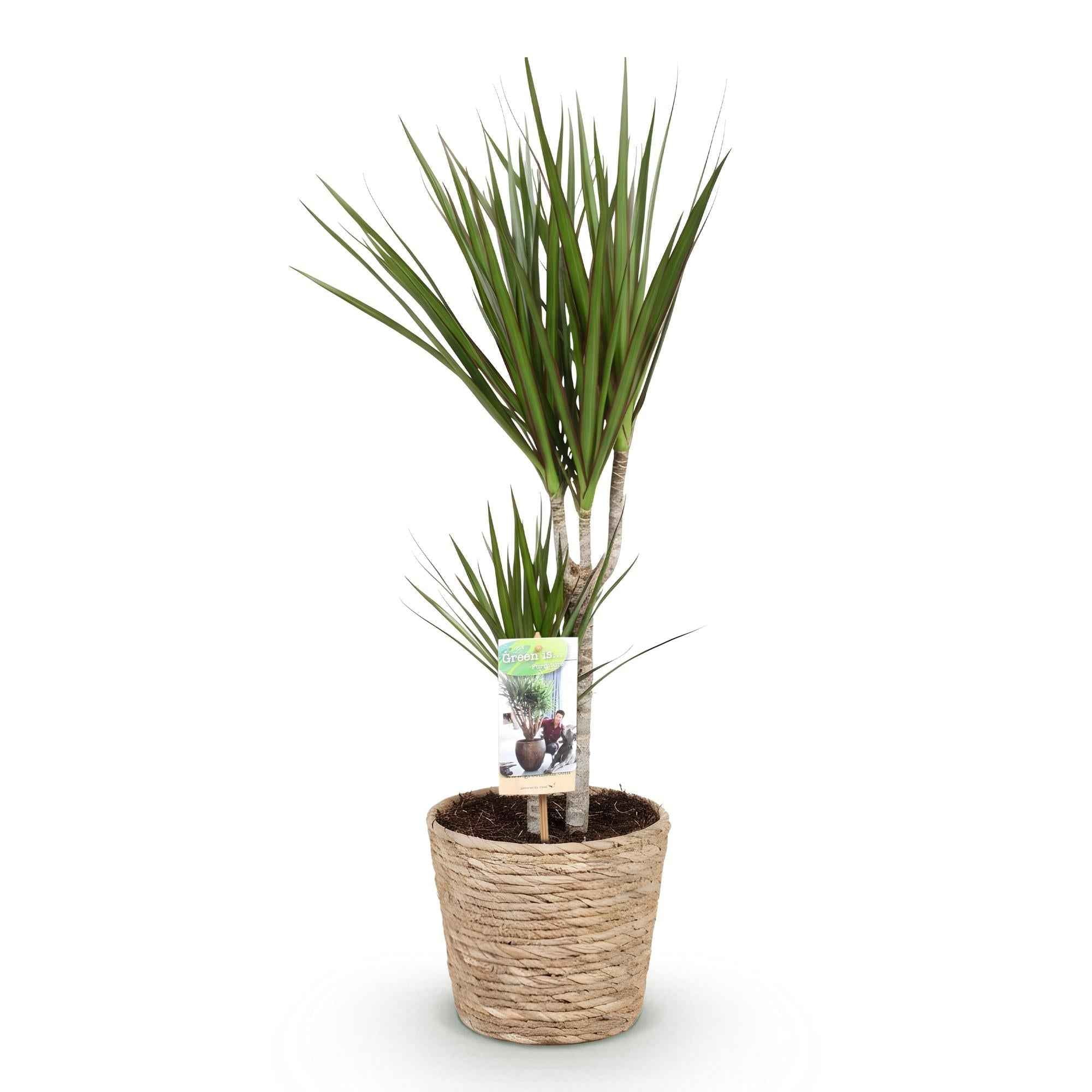 Image of Dracaena Marginata – 70-80cm – 17cm inkl. Naturkorb – Pflegeleichter Drachenbaum – Grün mit roten Rändern-0