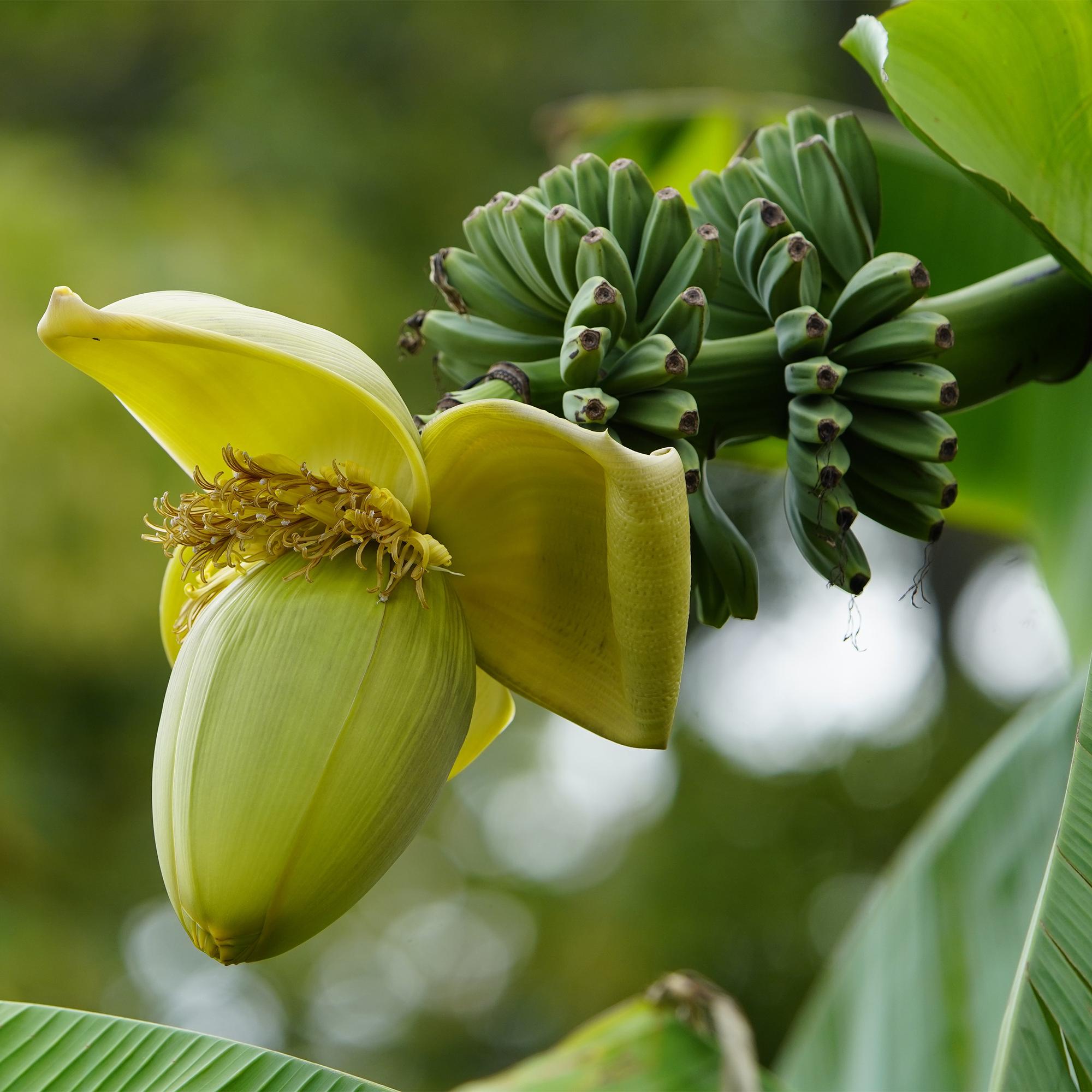 Image of Bananenpflanze Musa Basjoo – 2 Pflanzen – Winterhart – Obstpflanze – Ø12cm, Höhe ca. 30cm – Exotische Gartenbanane für Beet, Terrasse & Balkon-5