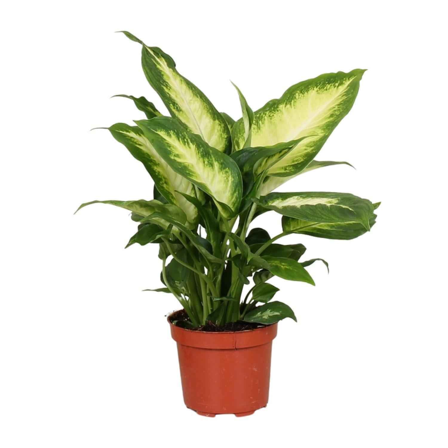 Image of Dieffenbachie Camilla – Zimmerpflanze – Ø12cm – ↕35cm – Pflegeleichte Blattpflanze mit gemustertem Laub – Für Halbschatten geeignet