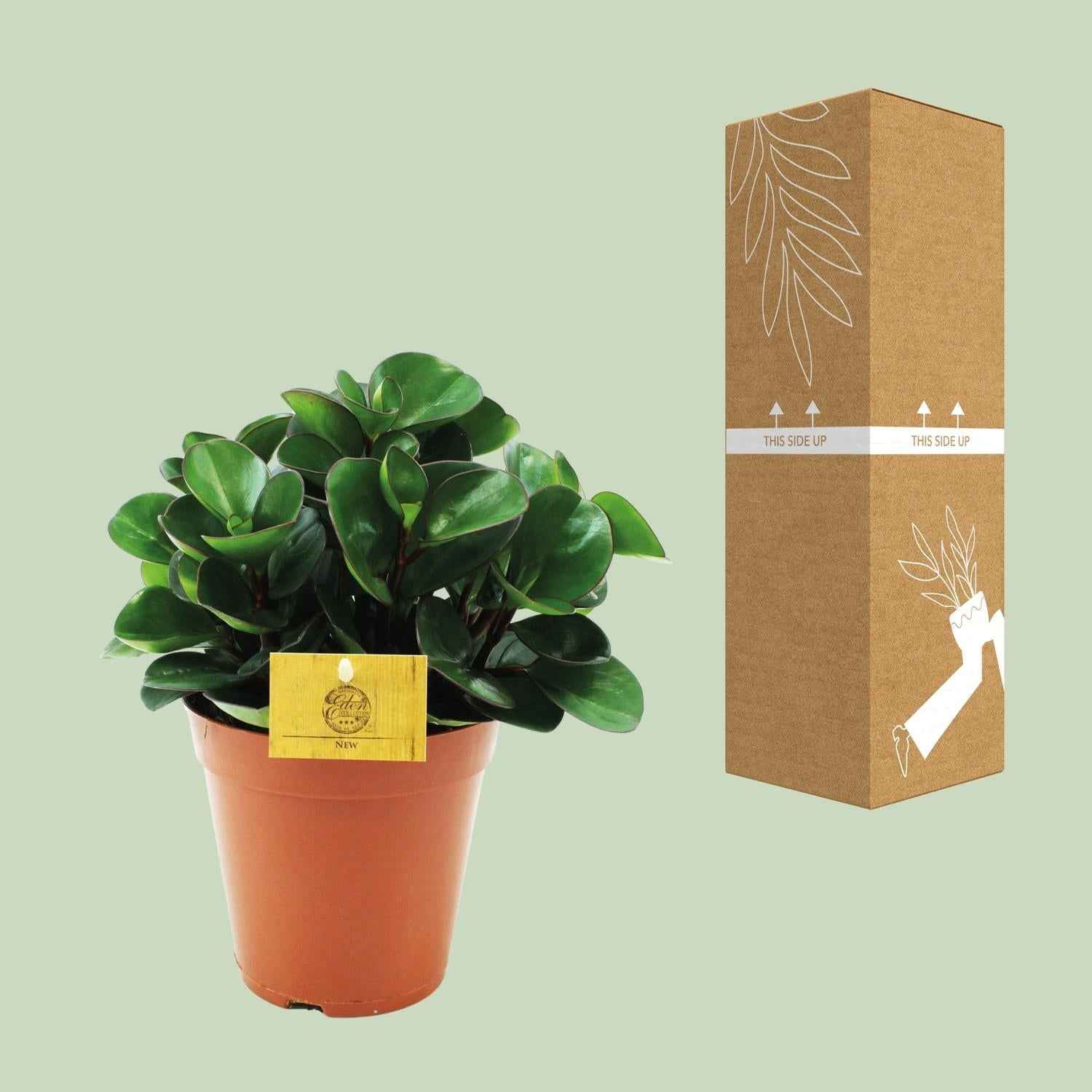 Image of Peperomia Burning Bush – Zwergpfeffer Zimmerpflanze – Ø15cm – ca. 25cm hoch – Kompakte & pflegeleichte Blattschmuckpflanze-2
