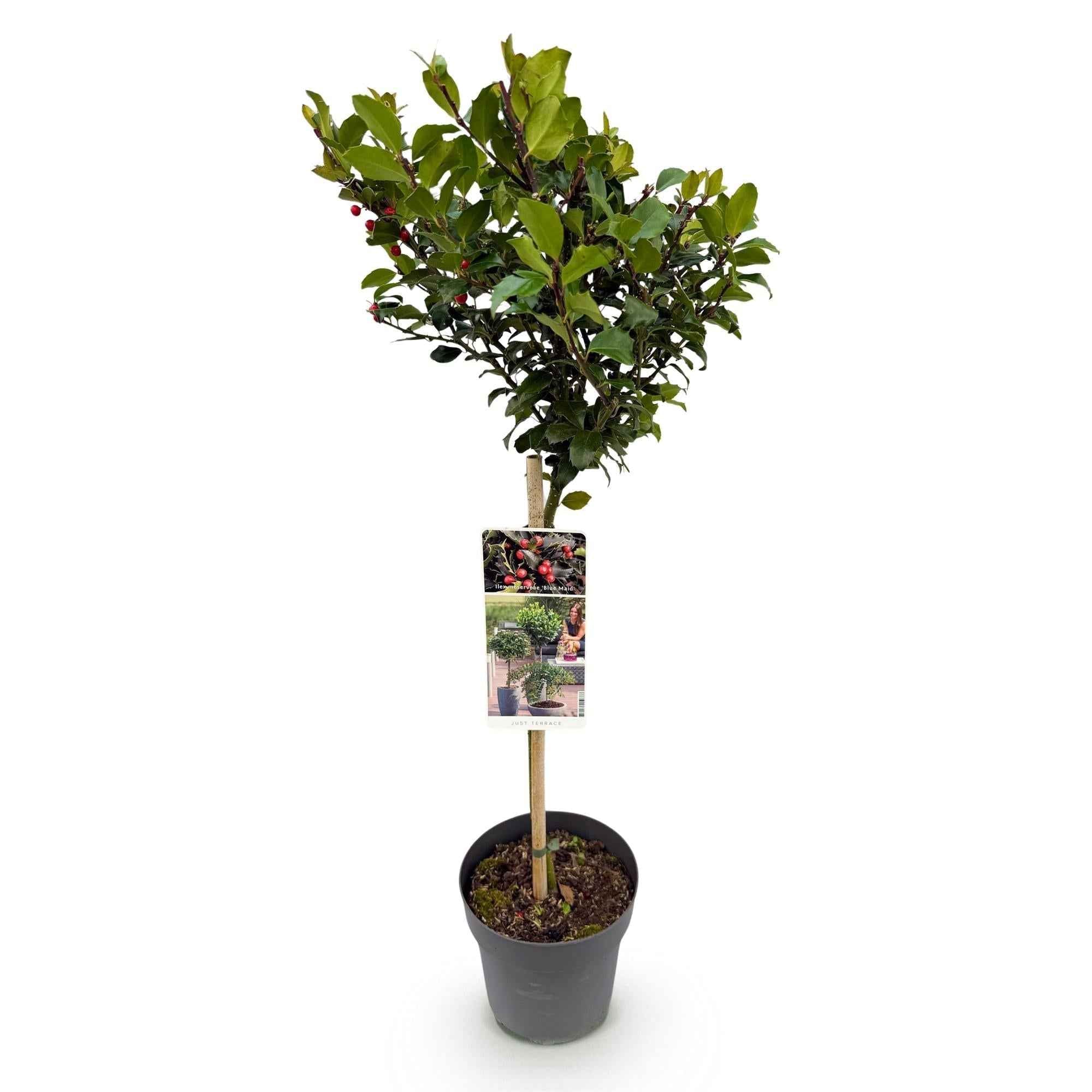 Image of Ilex meserveae 'Blue Maid' – Immergrüne Stamm – Pflanze – Ø19cm – Höhe ca. 90cm – Terrassenpflanze & Gartenpflanze – Pflegeleicht & wetterfest-1
