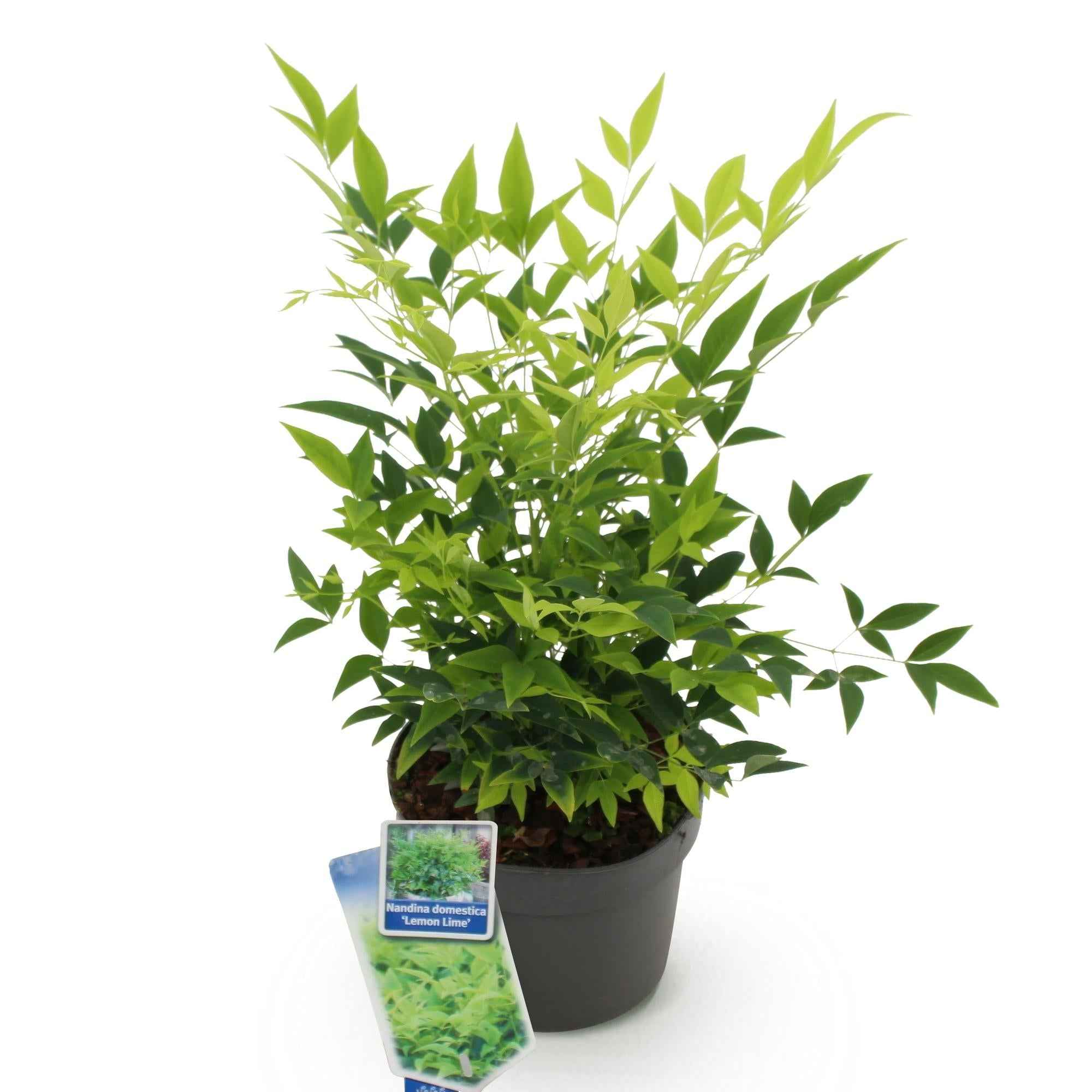 Image of Heiliger Bambus Nandina Lemon & Lime – 17cm Höhe ca.45cm – Immergrün & farbintensiv – Gelbgrünes Laub – Pflegeleichter dekorativer Zierstrauch