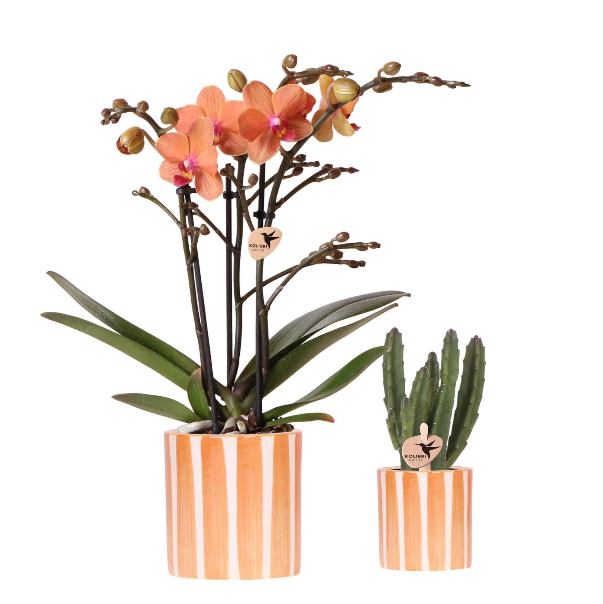Image of Pflanzenset Orange Phalaenopsis Orchidee Bolzano & Sukkulente – Mit Keramischen Ziertöpfen – Dekoratives Indoor – Set für Wohnung & Büro-0