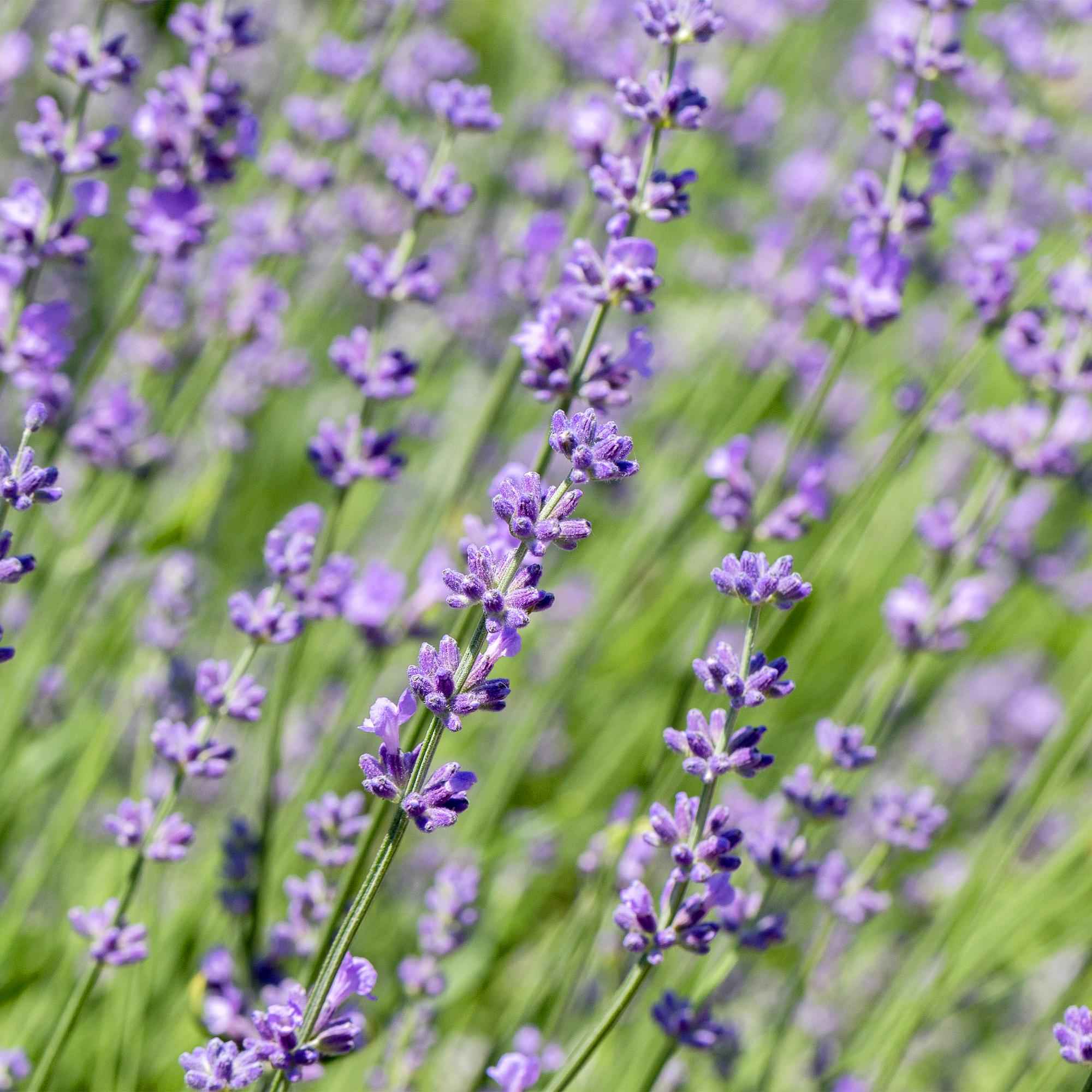 Image of Echter Lavendel Lavandula angustifolia Hidcote – Heckenpflanze – Graues Blatt – 6 Pflanzen – 1 laufender Meter – Immergrün – 17cm Höhe 30cm-0