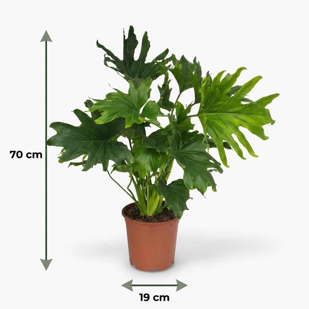 Image of Philodendron Lickety Split grün 70cm 19cm Zimmerpflanze pflegeleicht große dekorative Blätter für Wohnzimmer Büro Schlafzimmer tropische Grünpflanze-4
