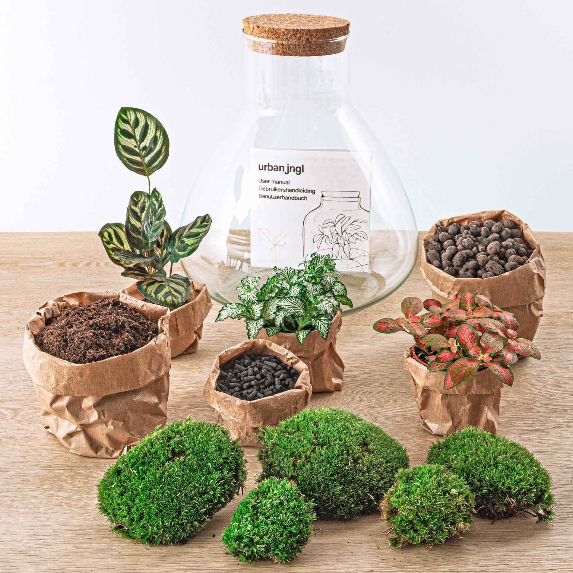 Image of Flaschengarten Sam XL Rot – DIY Bausatz Terrarium – ↕35cm – Do – It – Yourself Pflanzen – Set – Autarkes Mini – Ökosystem
