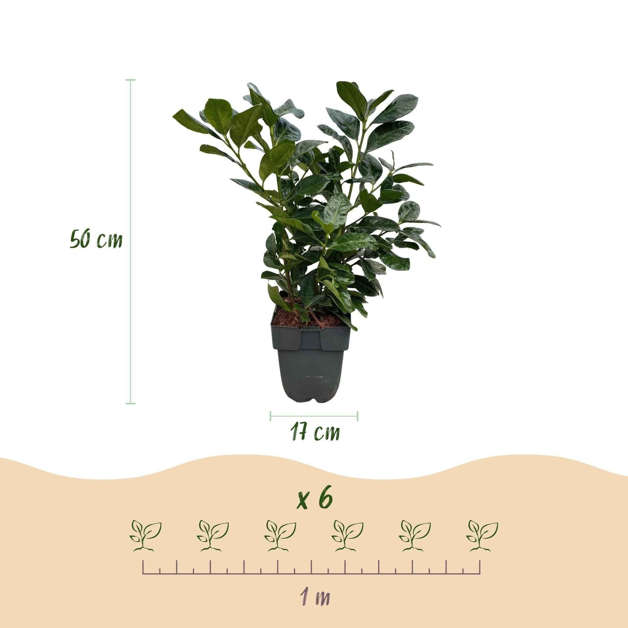 Image of Kirschlorbeer Prunus laurocerasus Etna – Hecke – Blatt grün – 6 Pflanzen – 1 laufender Meter – Immergrün – 17cm x H50cm-2