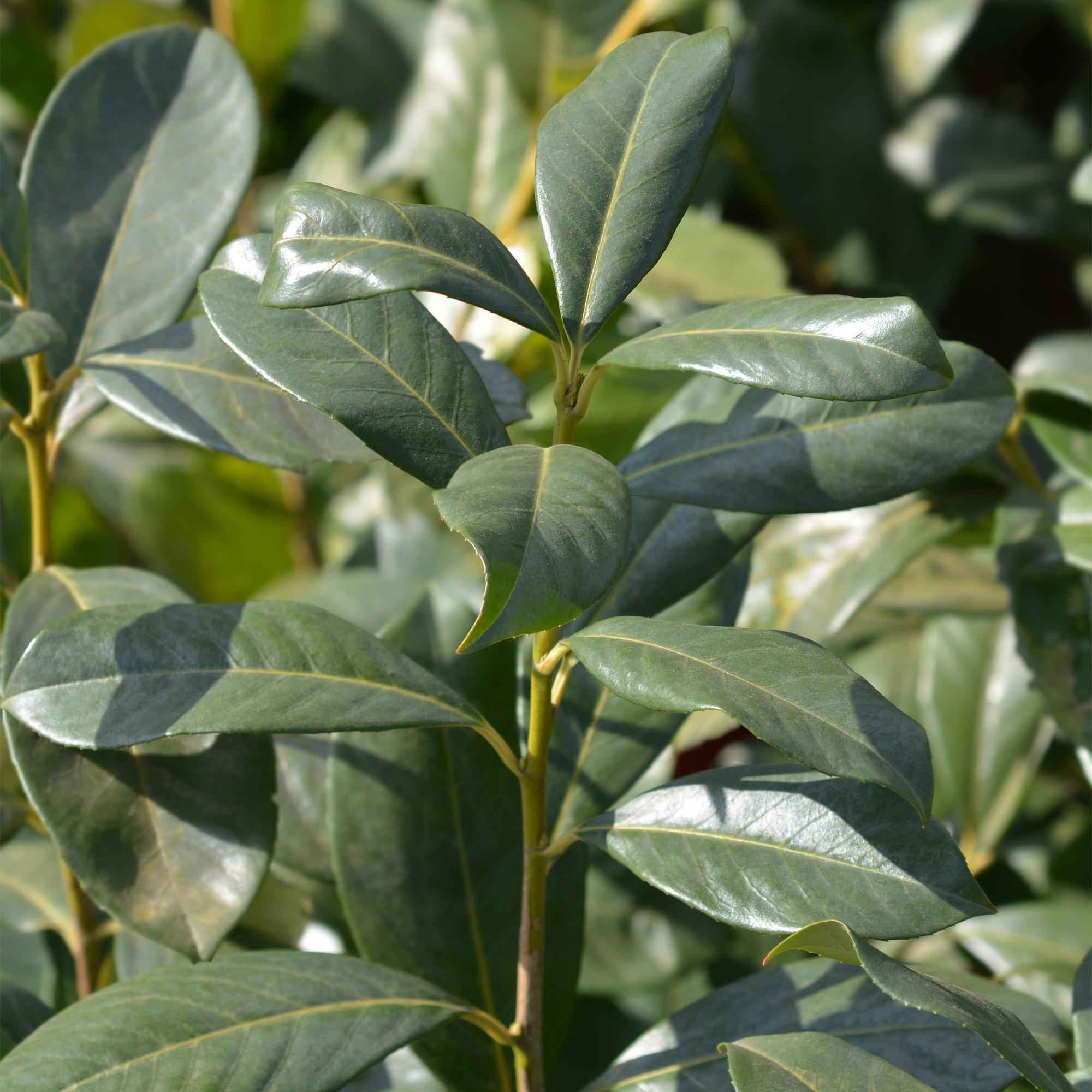 Image of Kirschlorbeer Prunus laurocerasus Rotundifolia – Immergrüne Heckenpflanzen – 8 Pflanzen – 1m – 9cm Höhe 30-35cm – Grün – Pflegeleicht-4