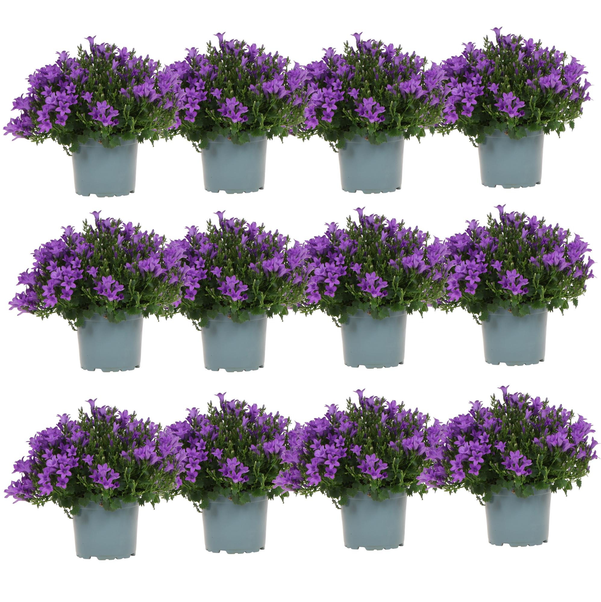 Image of Campanula Addenda Ambella lila 6er Set – Glockenblume violett Topfgröße 12cm – winterhart, lang blühend – Bodendecker für ca.1m²-5