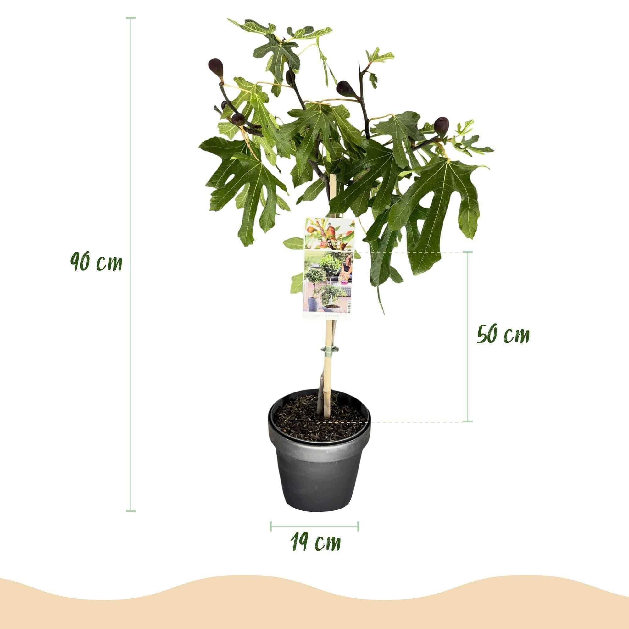 Image of Feigenbaum Ficus carica Little Miss Figgy – 19cm Höhe ca.90cm – Winterhart & laubabwerfend – Kompakter Feigenbaum mit grünen Früchten-2