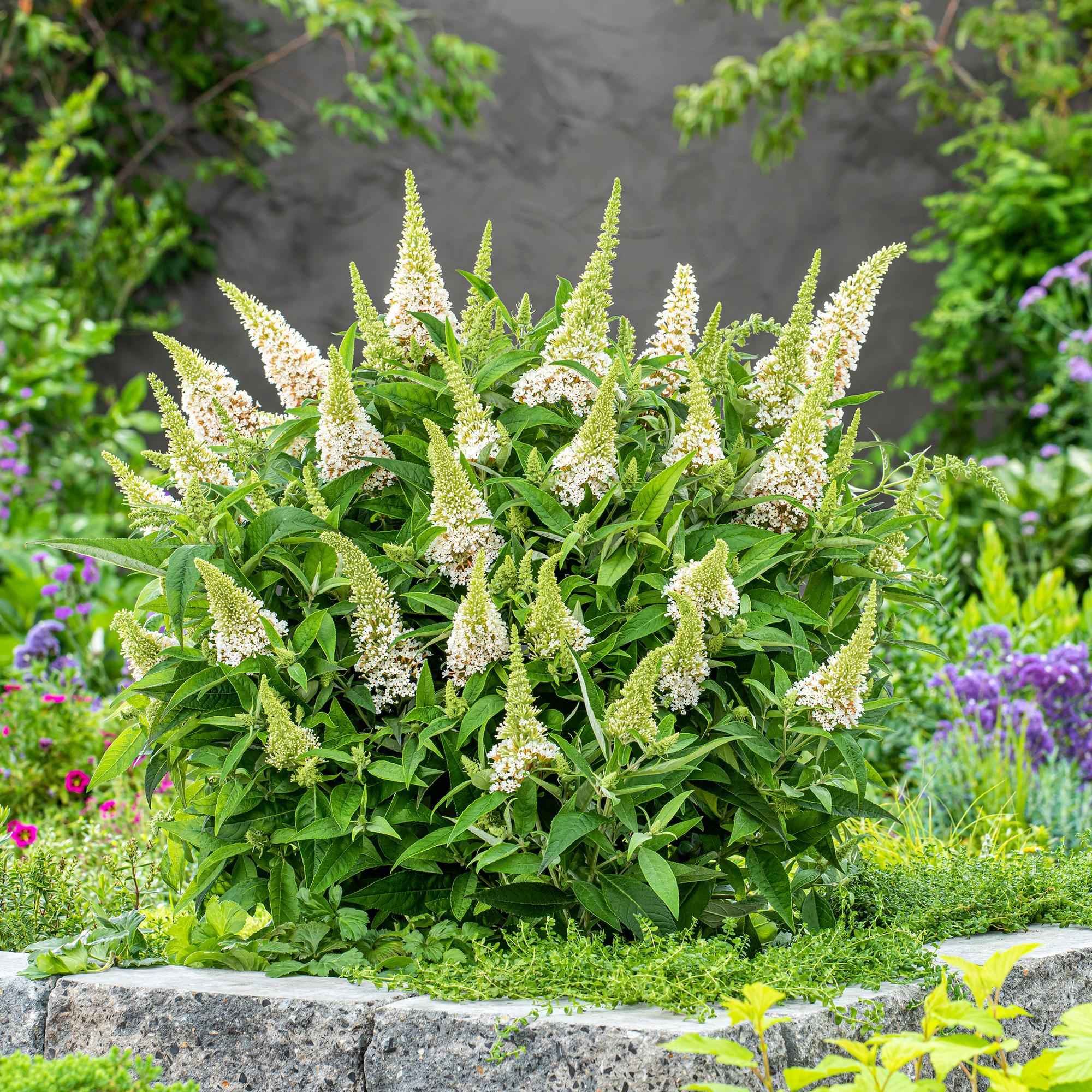 Image of Schmetterlingsstrauch Buddleja davidii Butterfly Candy Little White kompakt weiß 20-25cm im 12cm Topf bienenfreundlich duftend für Garten Balkon