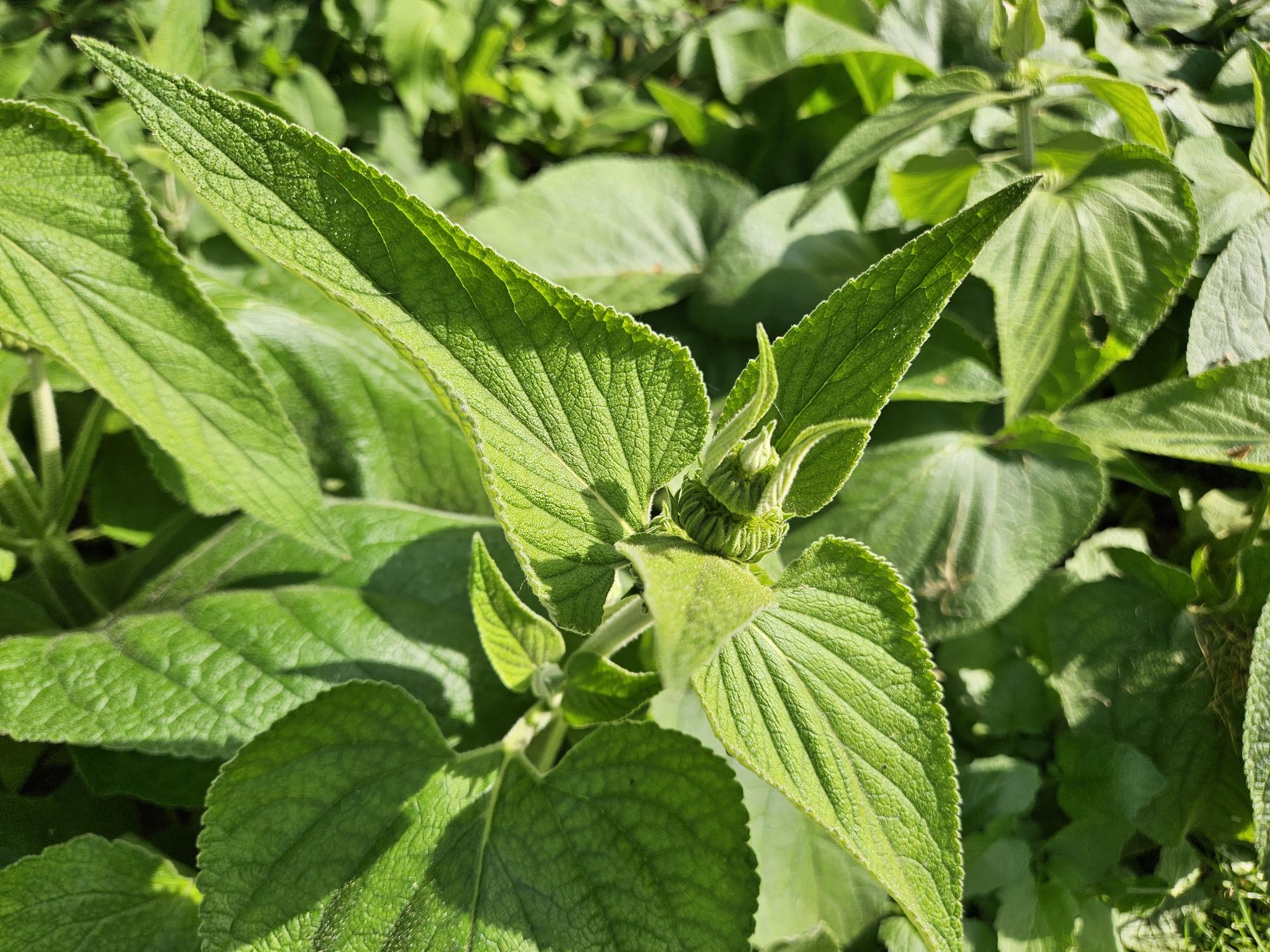 Image of Russel – Brandkraut Phlomis russeliana – ↕10-25cm – Ø9cm – 6 Pflanzen – Winterhart & Bienenfreundlich – Sommerblüher für Beete & Garten-7
