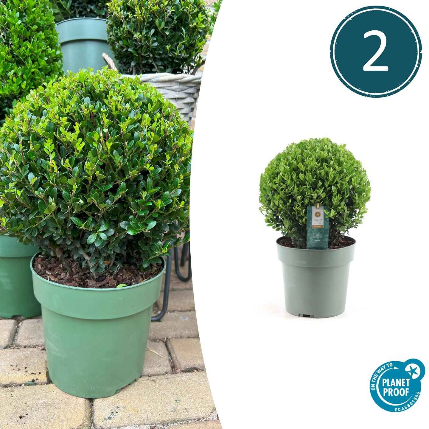 Image of Ilex crenata 'Jenny' – Stechpalme Kugeln – Ø25cm – 2 Pflanzen – Buchsbaum – Alternative – Pflegeleichte & Winterharte Gartenpflanzen