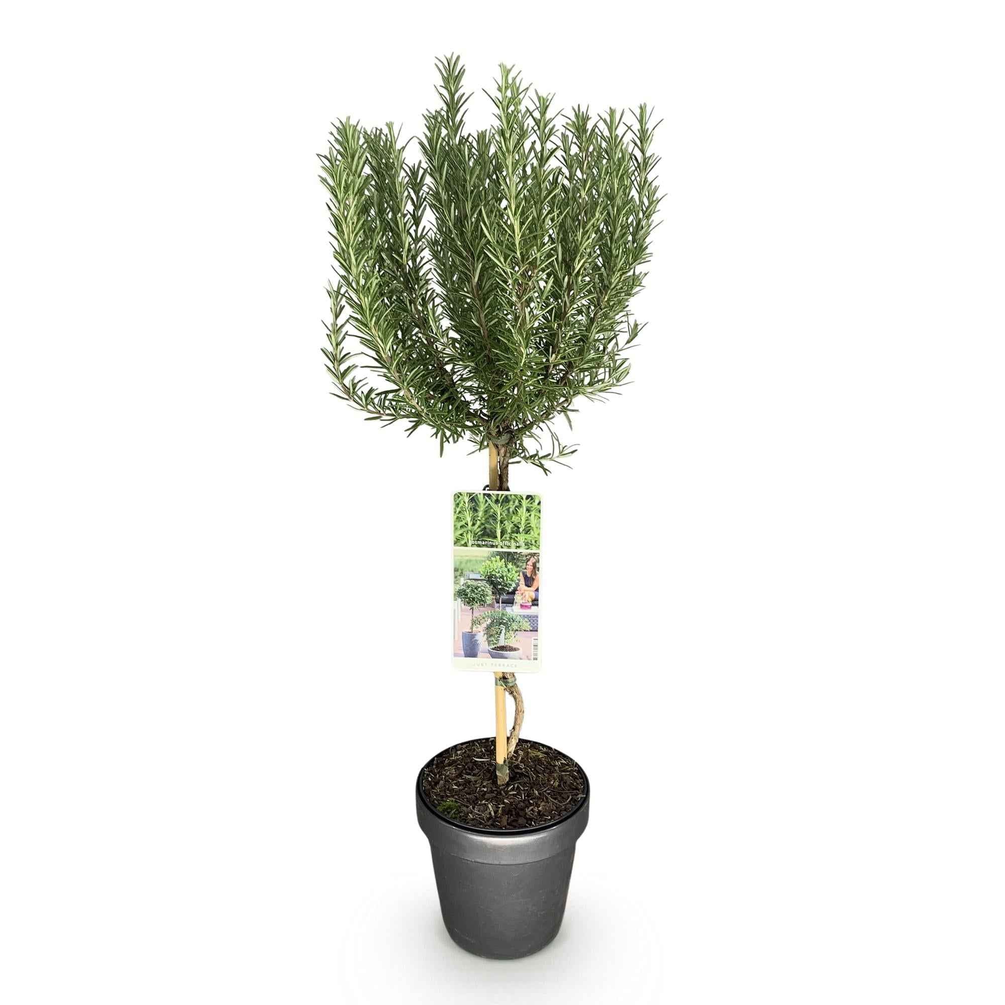 Image of Rosmarin Rosmarinus officinalis – 19cm Höhe ca.90cm – Immergrün & winterhart – Lila Blüte – Aromatische Kräuterpflanze-1